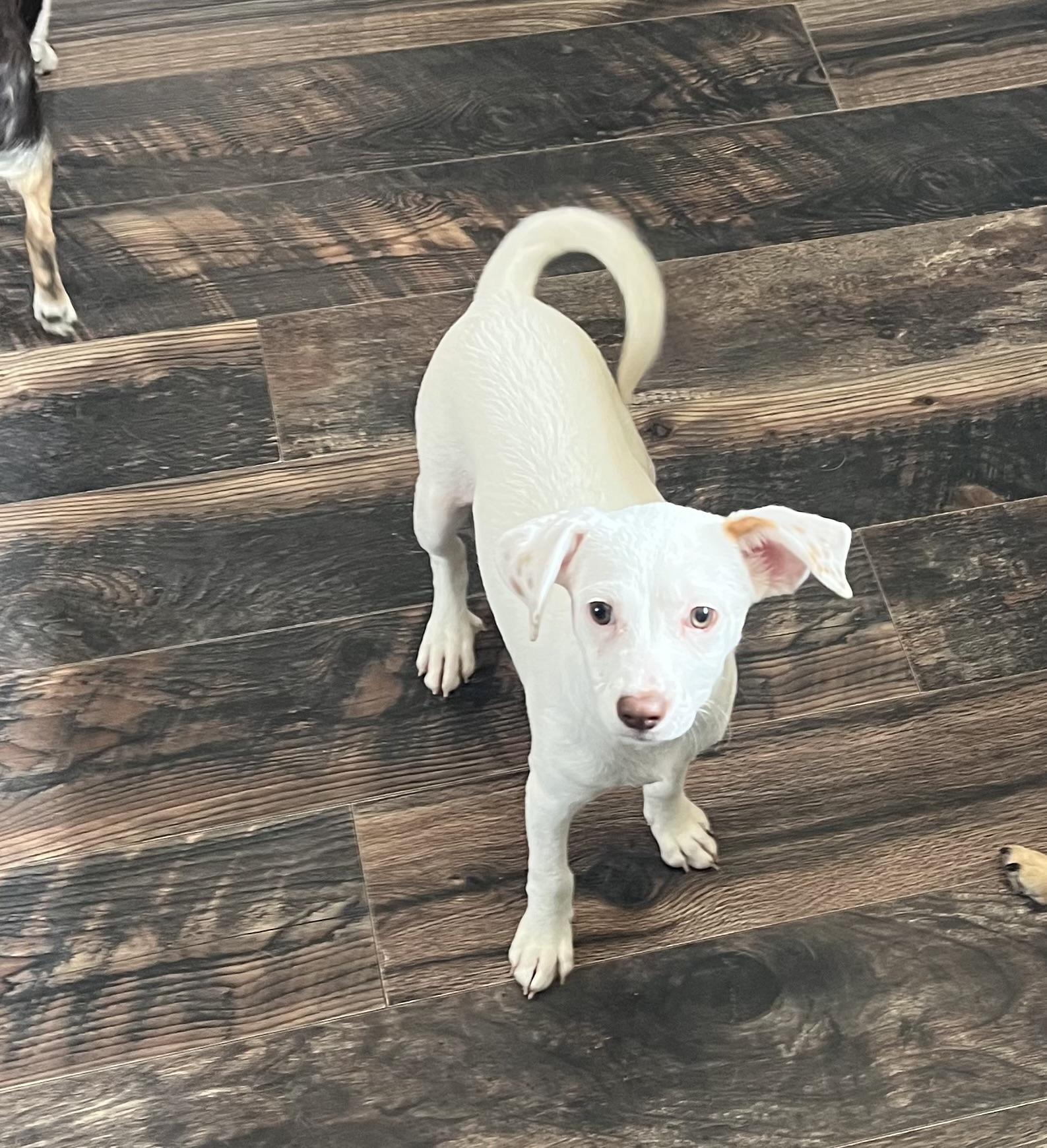 Enlarge Snow, a Adopted mixed breed in Redding, CA image 5/6