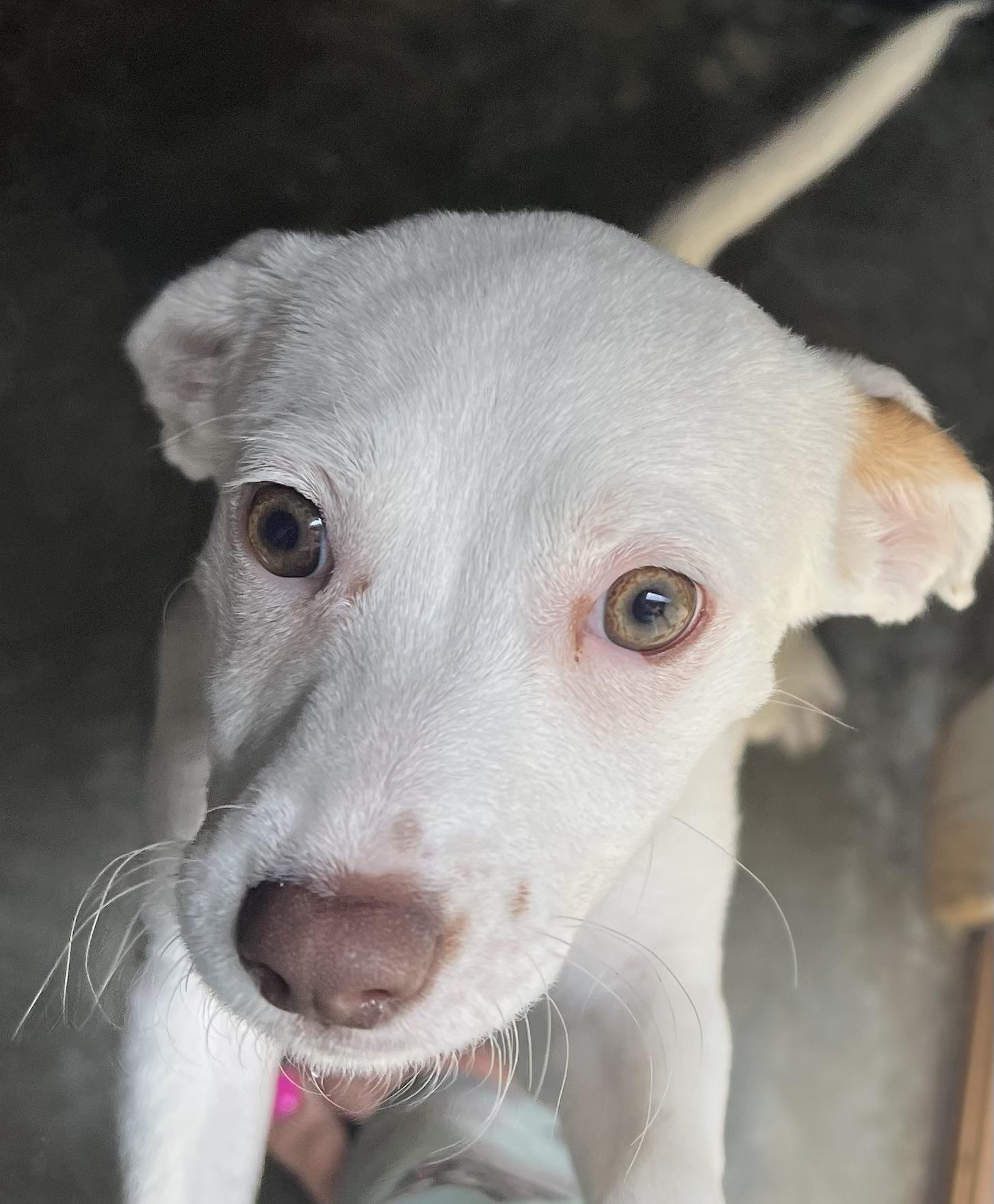 Enlarge Snow, a Adopted mixed breed in Redding, CA image 6/6