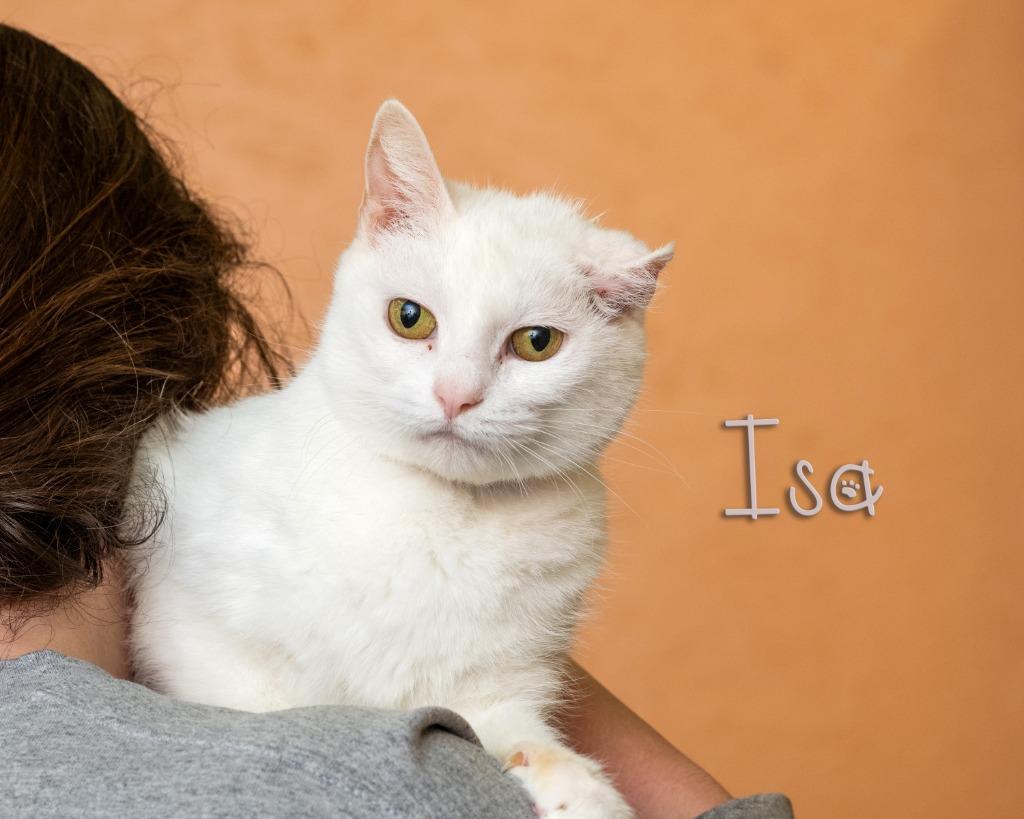 Isa, Adoptable, Young Female Domestic Short Hair.