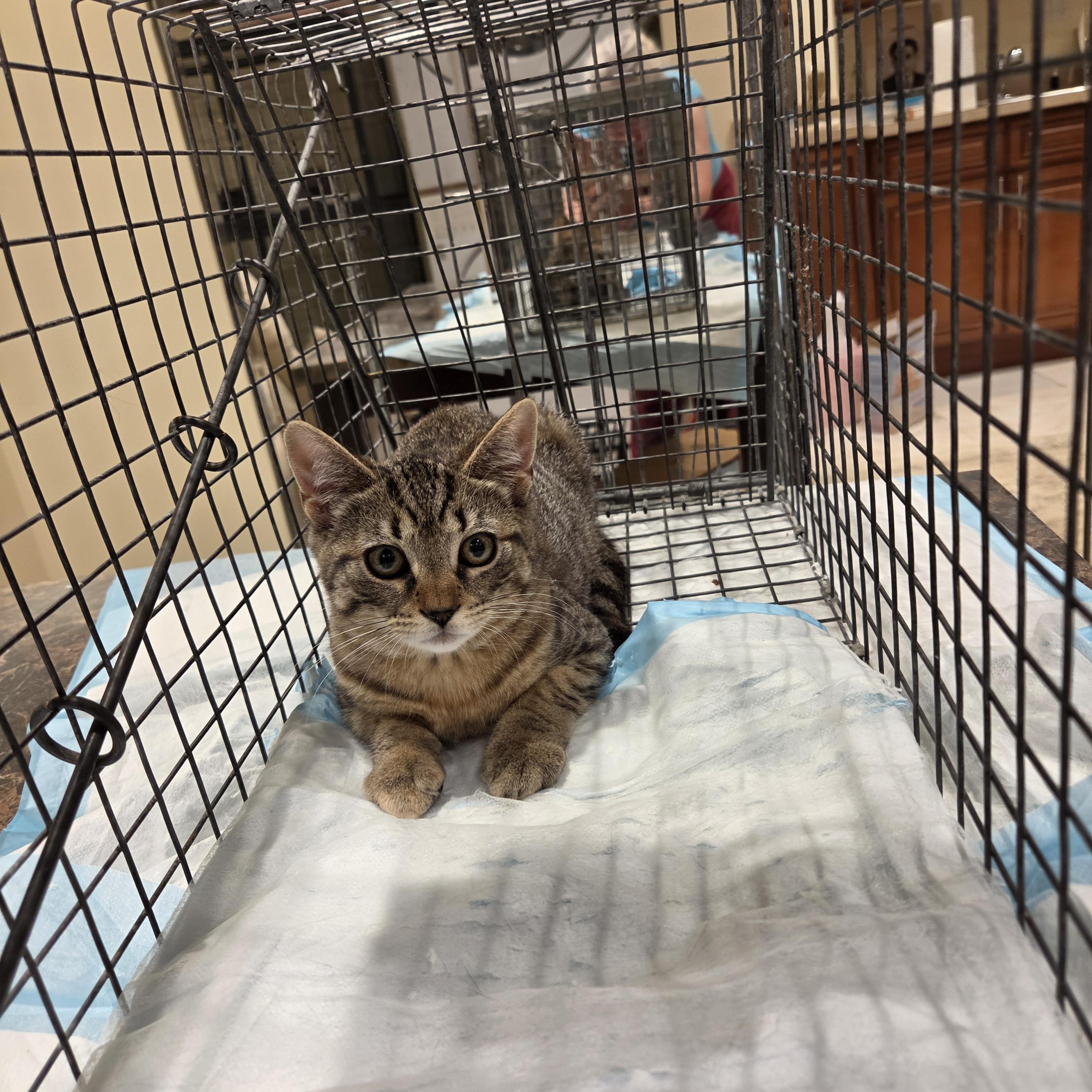 Lori, adopted, Kitten Female American Shorthair.