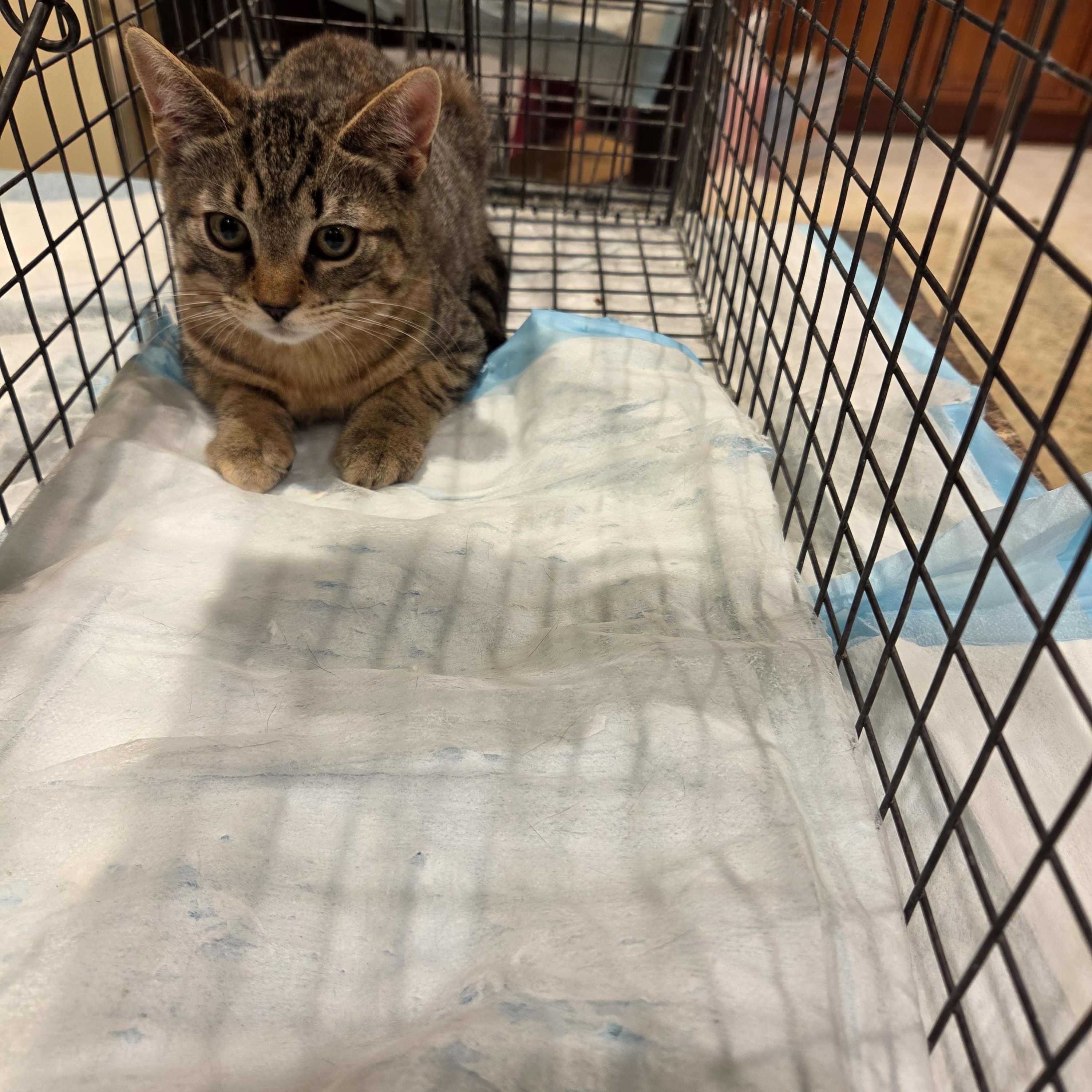 Enlarge Lori, an adopted American Shorthair in Brooklyn, NY image 2/2