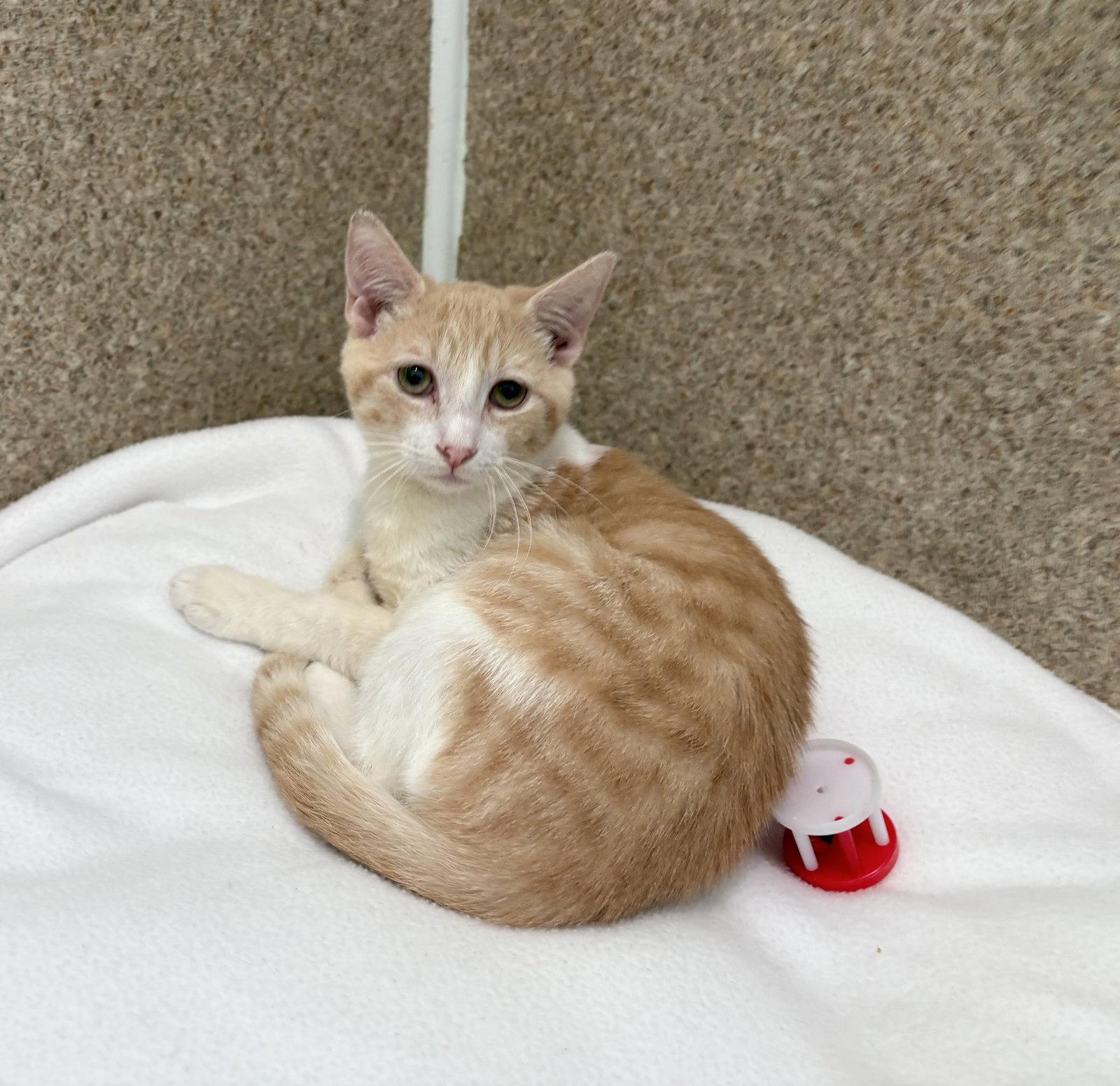 Jackson, Adoptable, Young Male Domestic Short Hair & Tabby.