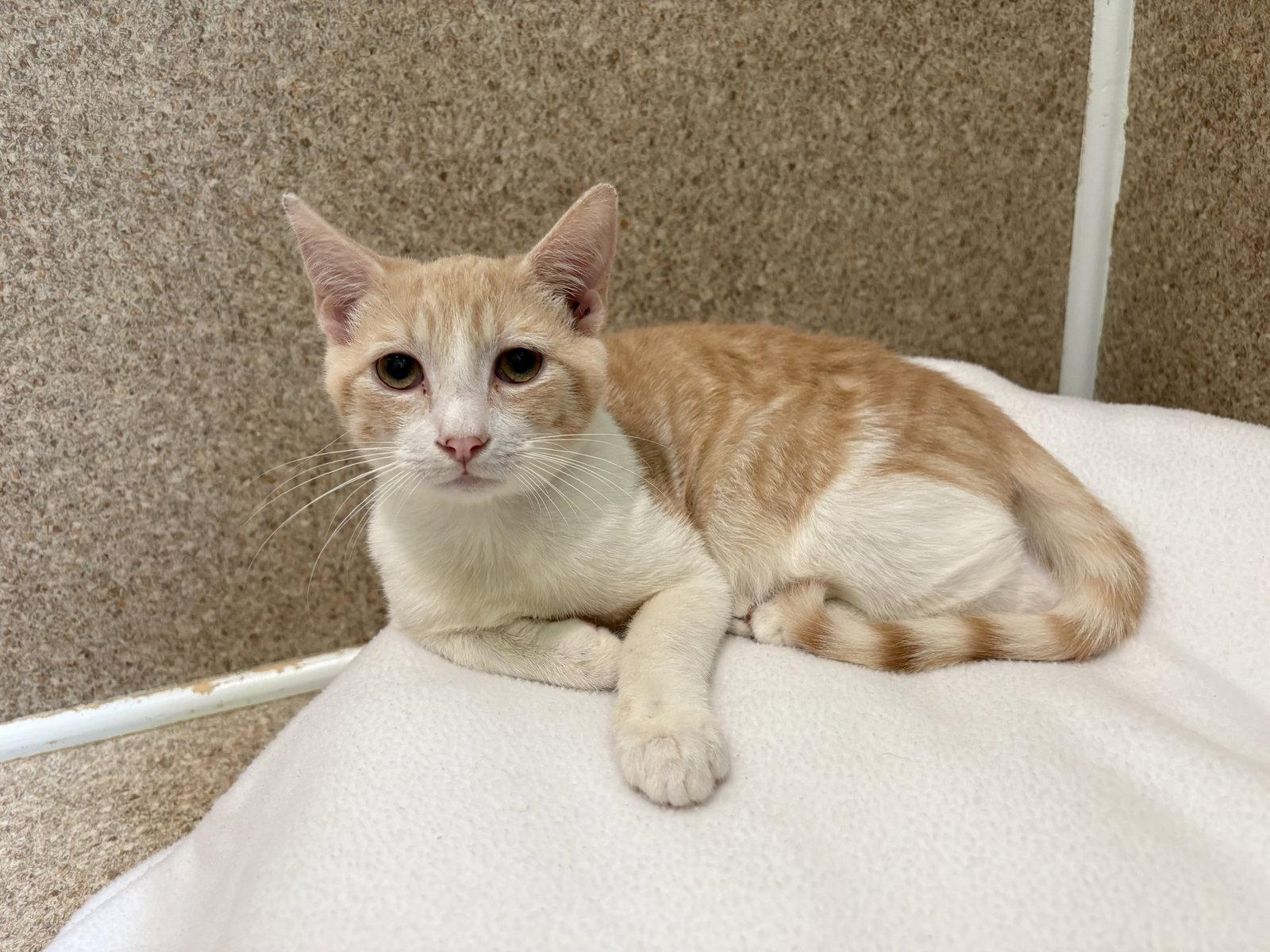 Enlarge Jackson, a Adoptable mixed breed in Mc Cormick, SC image 2/3