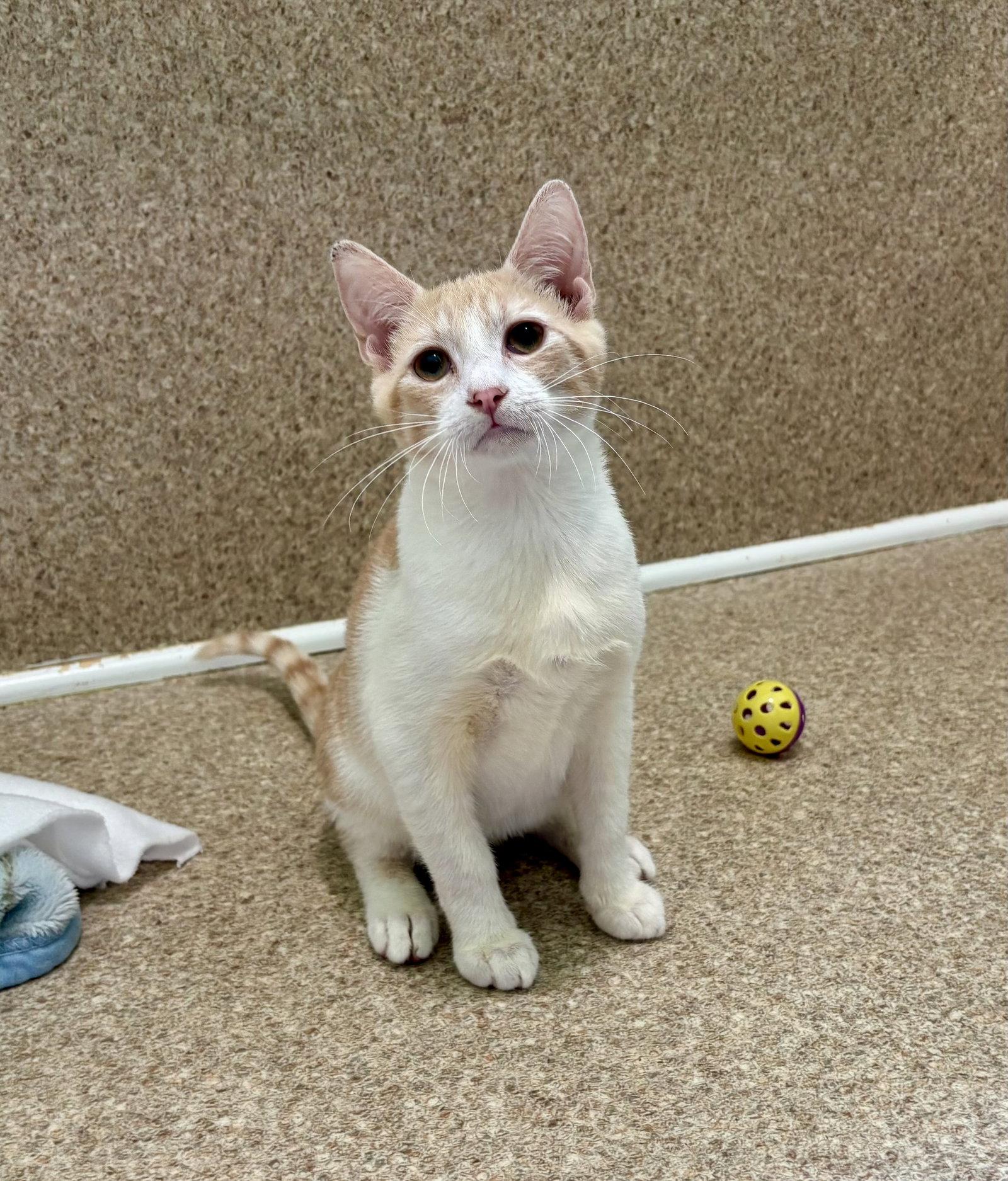 Enlarge Jackson, a Adoptable mixed breed in Mc Cormick, SC image 3/3