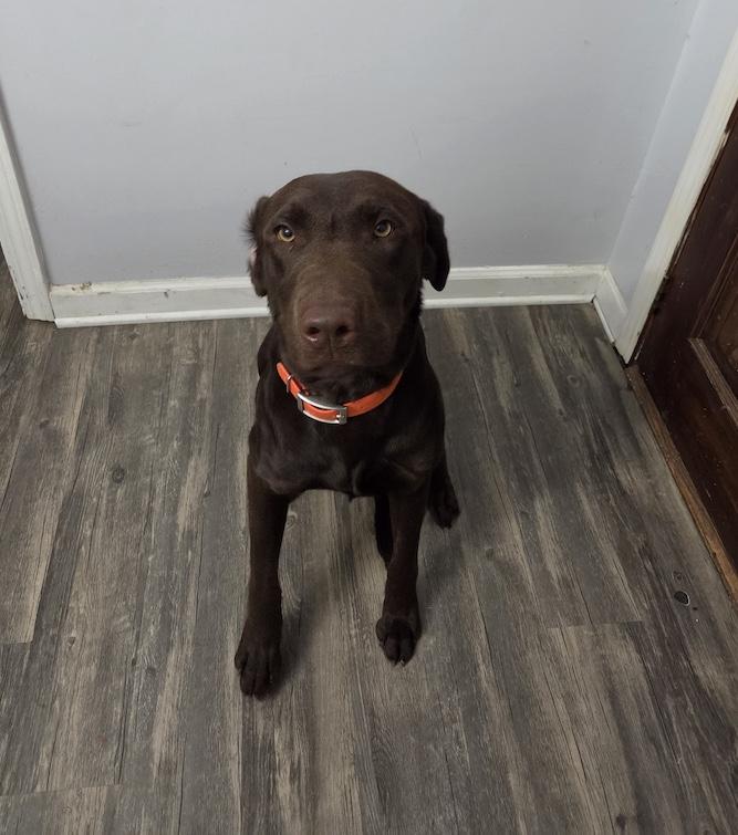 Rocky--Not an LELRR Dog--COURTESY POST--NO APP REQUIRED, adopted, Young Male Chocolate Labrador Retriever.