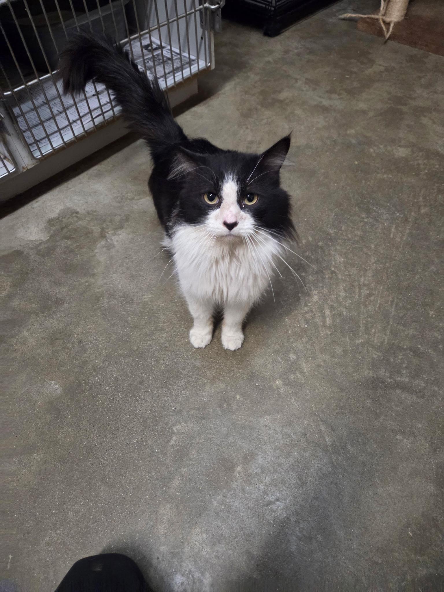 Fluffer Butt, adopted, Adult Male American Shorthair.