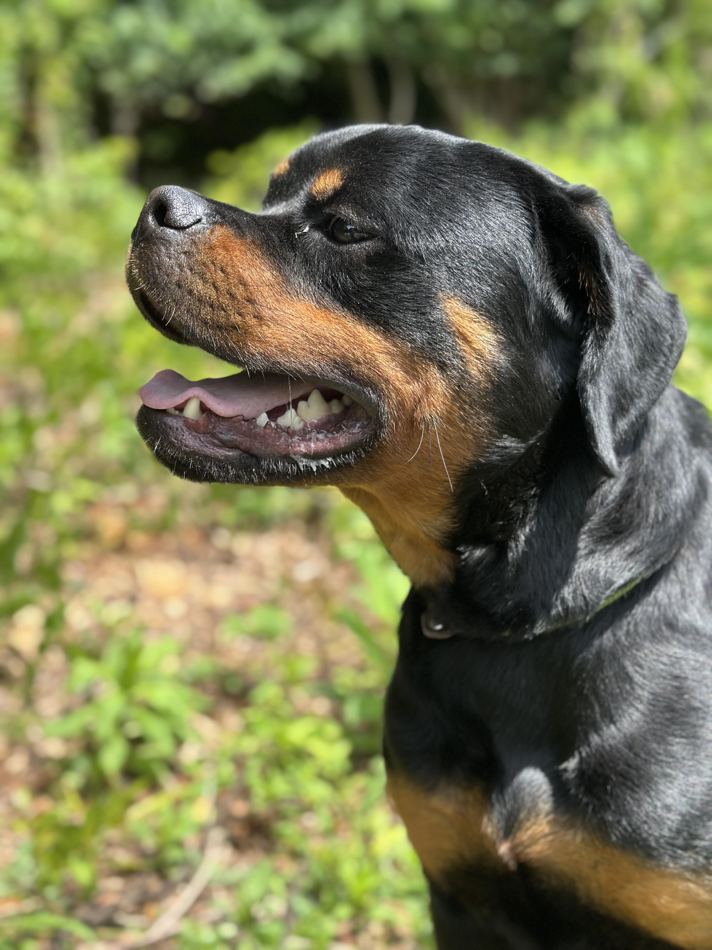 Enlarge Frogger, a ADOPTABLE Rottweiler in Charlotte, NC image 1/6