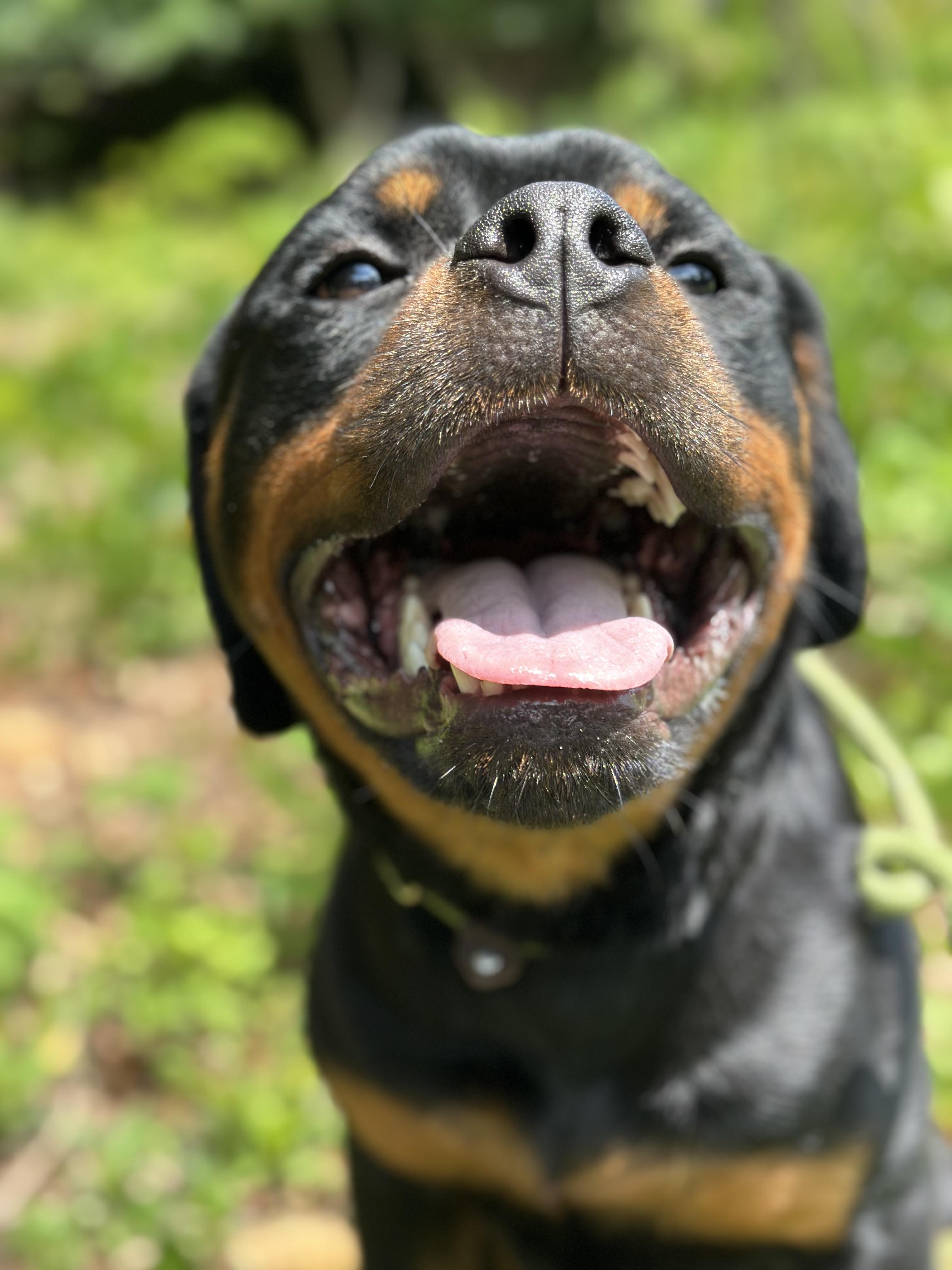 Enlarge Frogger, a ADOPTABLE Rottweiler in Charlotte, NC image 6/6
