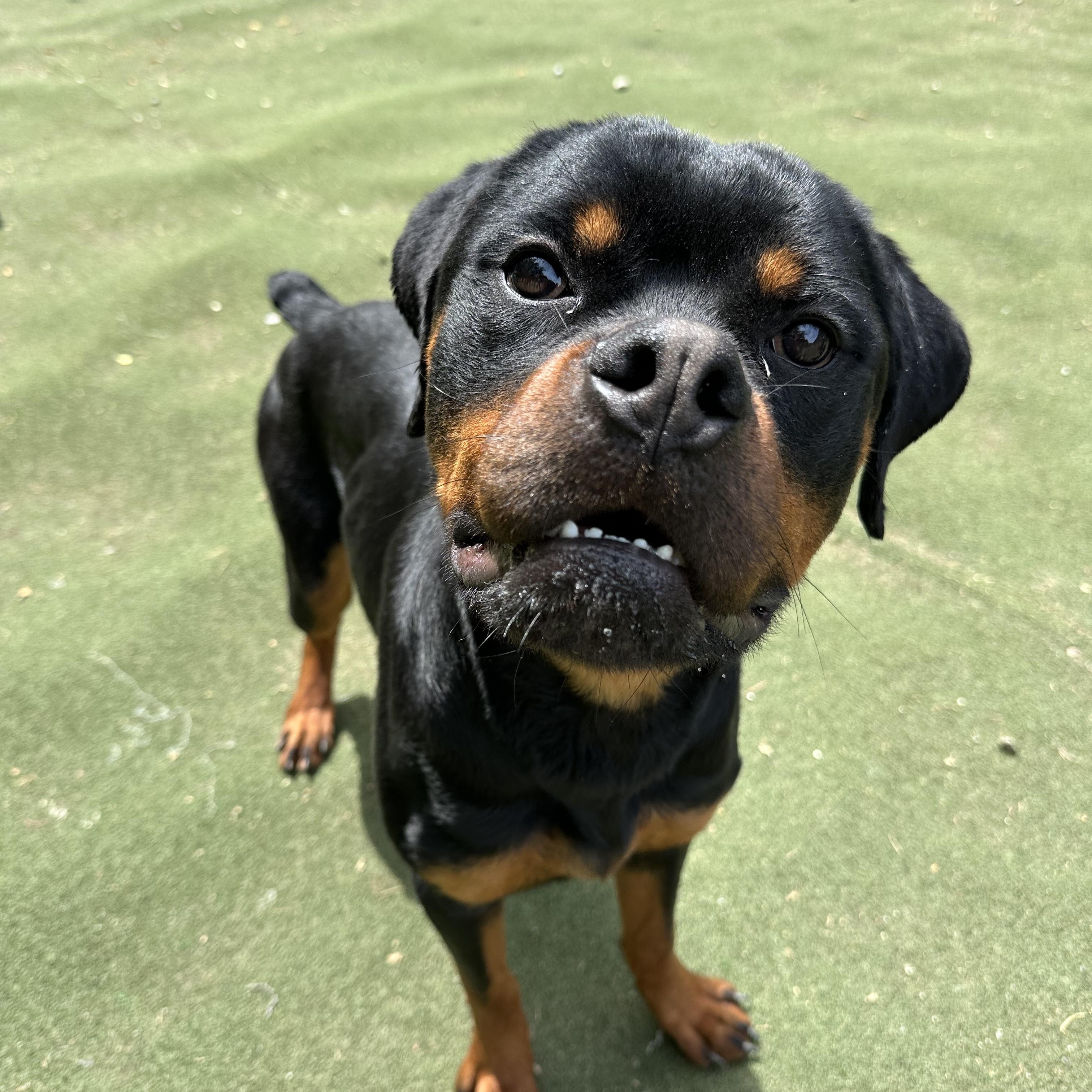 Enlarge Frogger, a ADOPTABLE Rottweiler in Charlotte, NC image 2/6