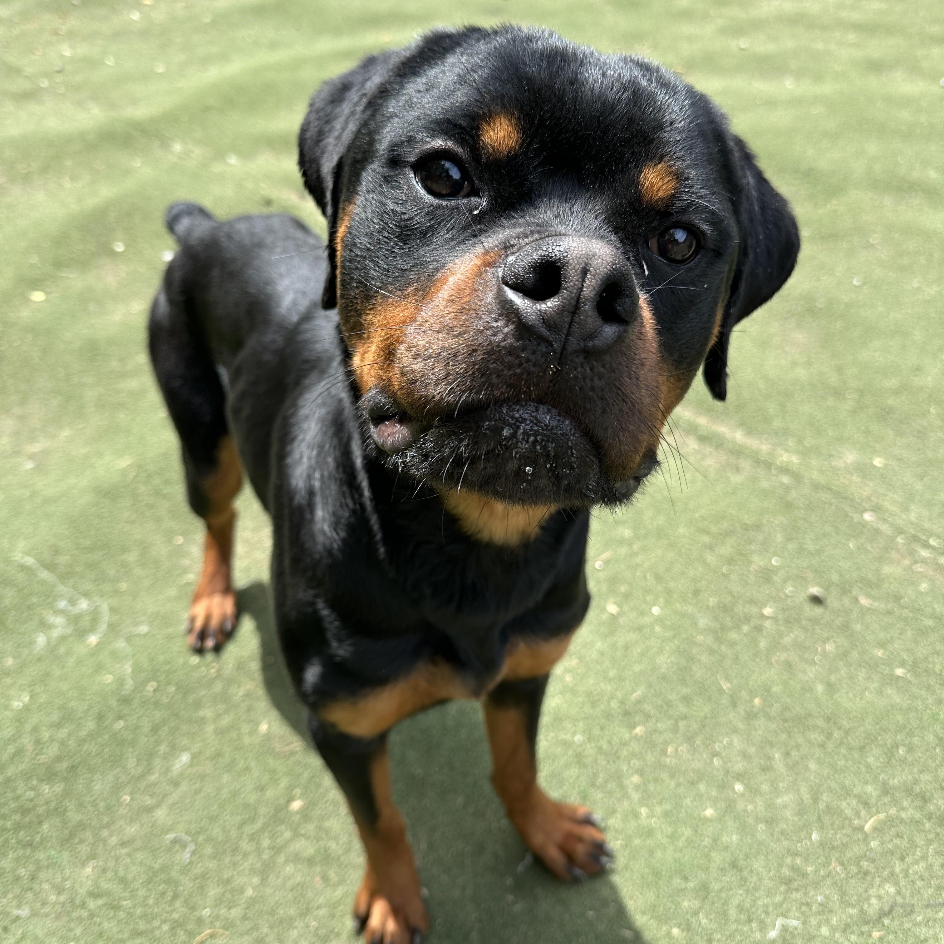 Enlarge Frogger, a ADOPTABLE Rottweiler in Charlotte, NC image 3/6