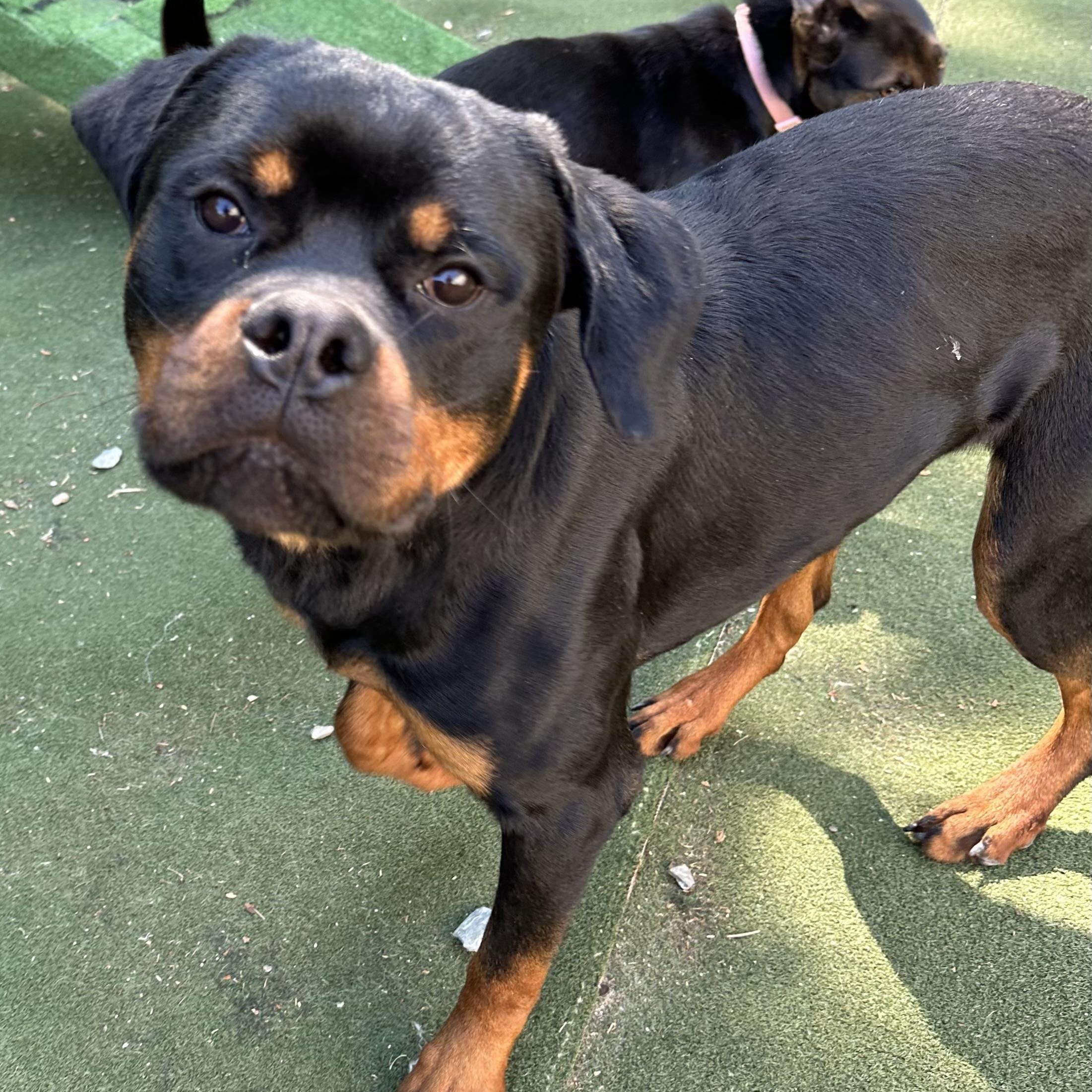 Enlarge Frogger, a ADOPTABLE Rottweiler in Charlotte, NC image 6/6