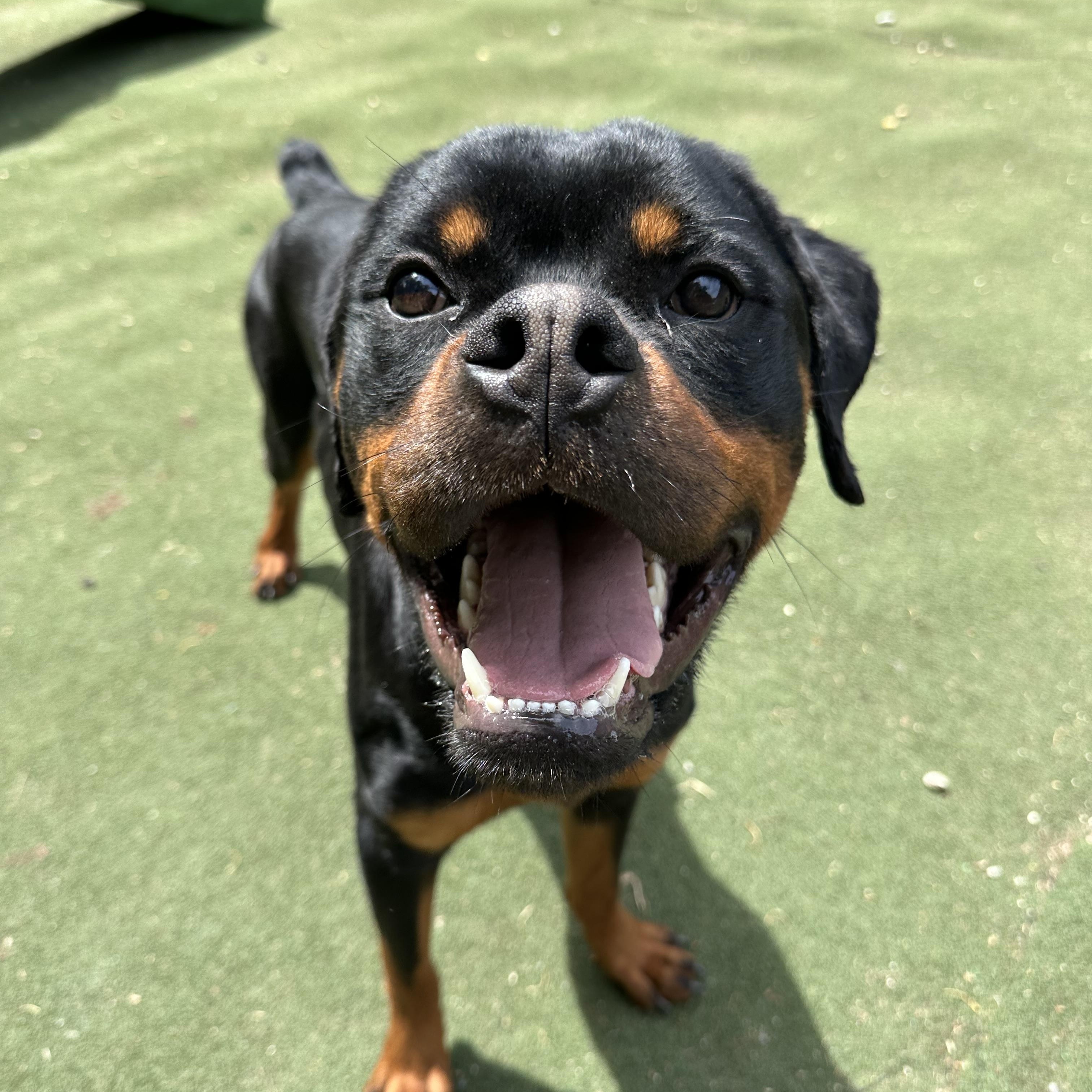 Enlarge Frogger, a ADOPTABLE Rottweiler in Charlotte, NC image 5/6