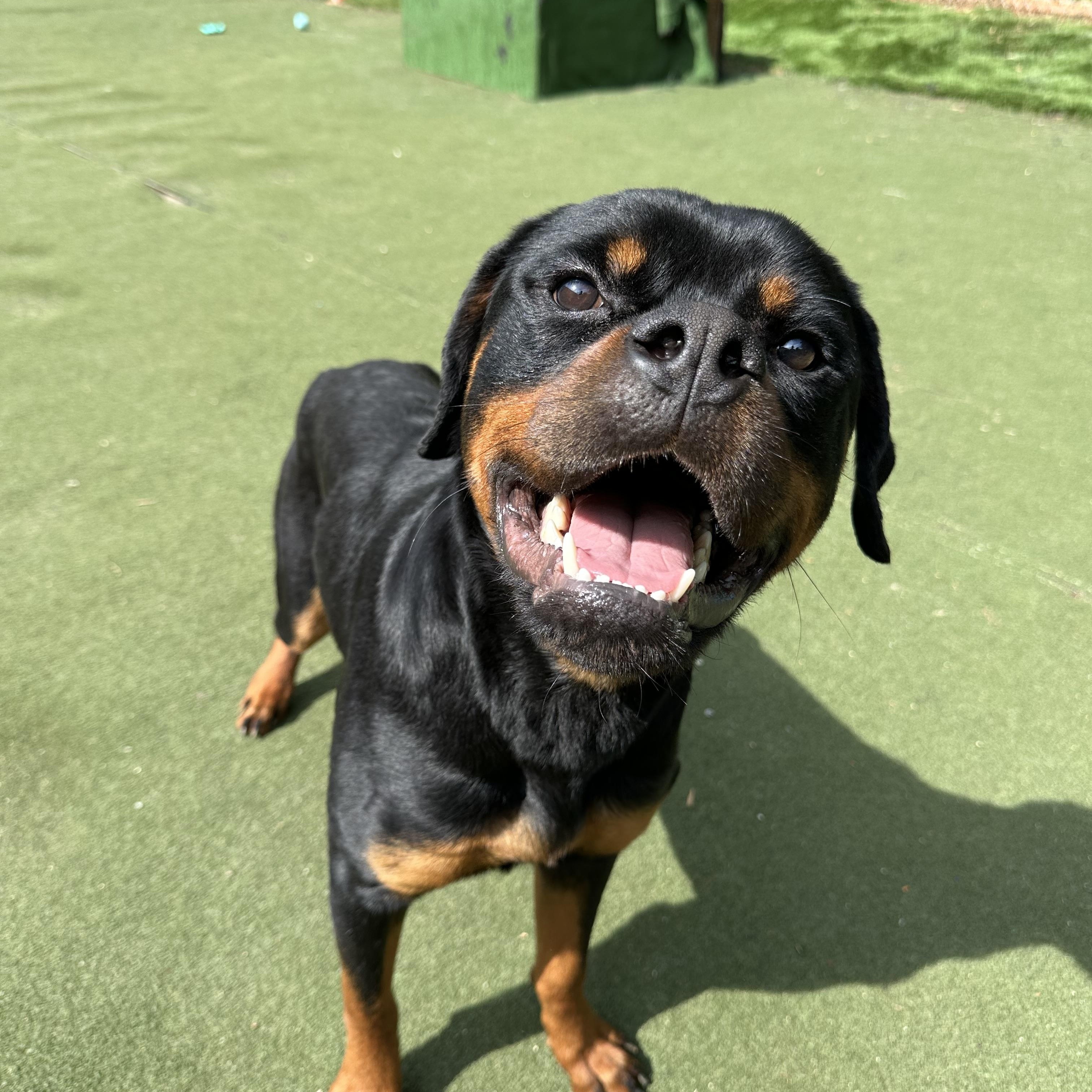 Frogger, ADOPTABLE, Young Male Rottweiler.