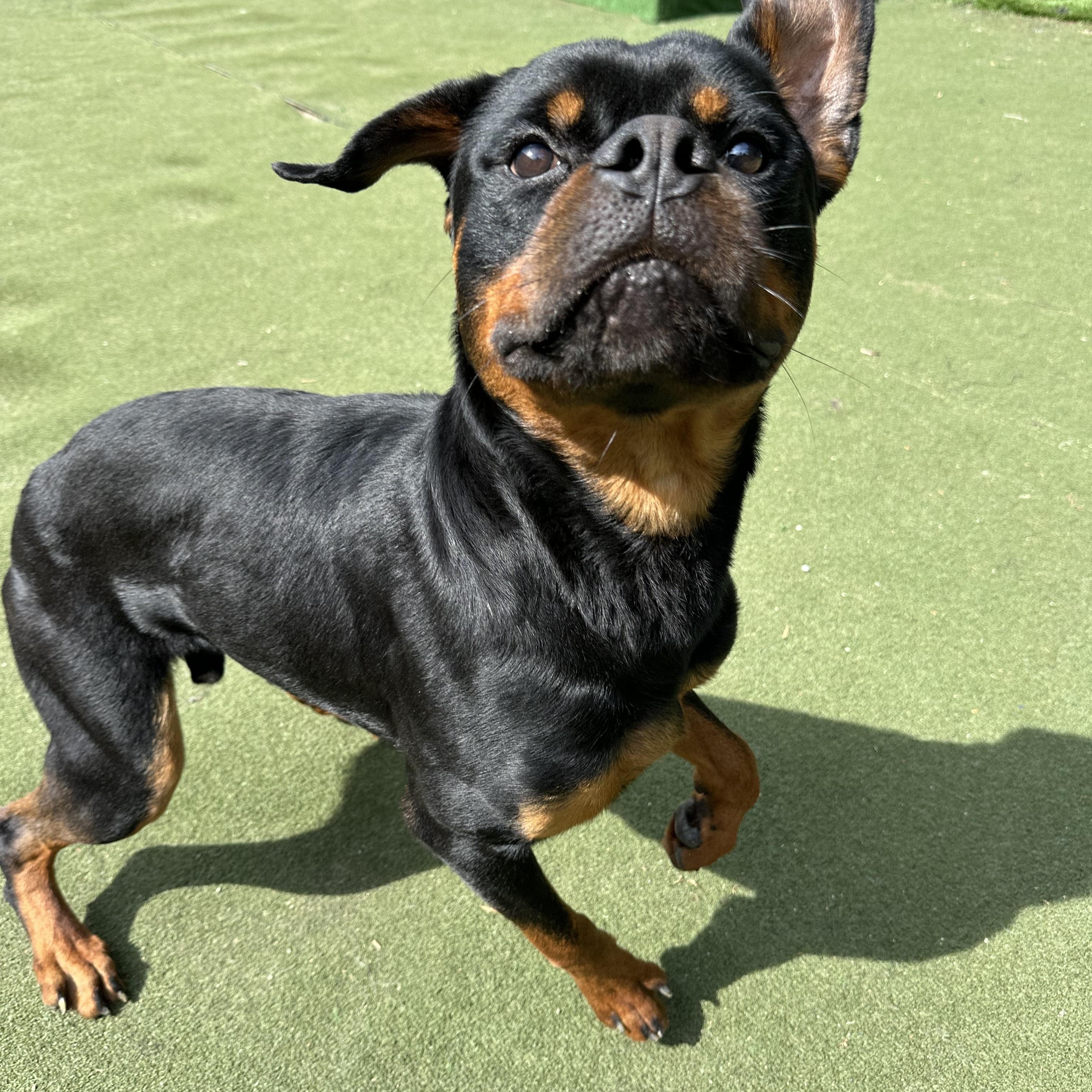Enlarge Frogger, a ADOPTABLE Rottweiler in Charlotte, NC image 4/6