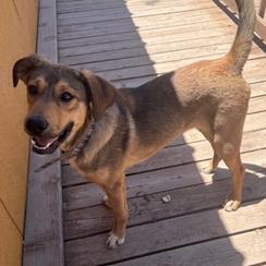 Enlarge Toby - PAWS, a Adoptable Mixed Breed in Las Cruces, NM image 1/6