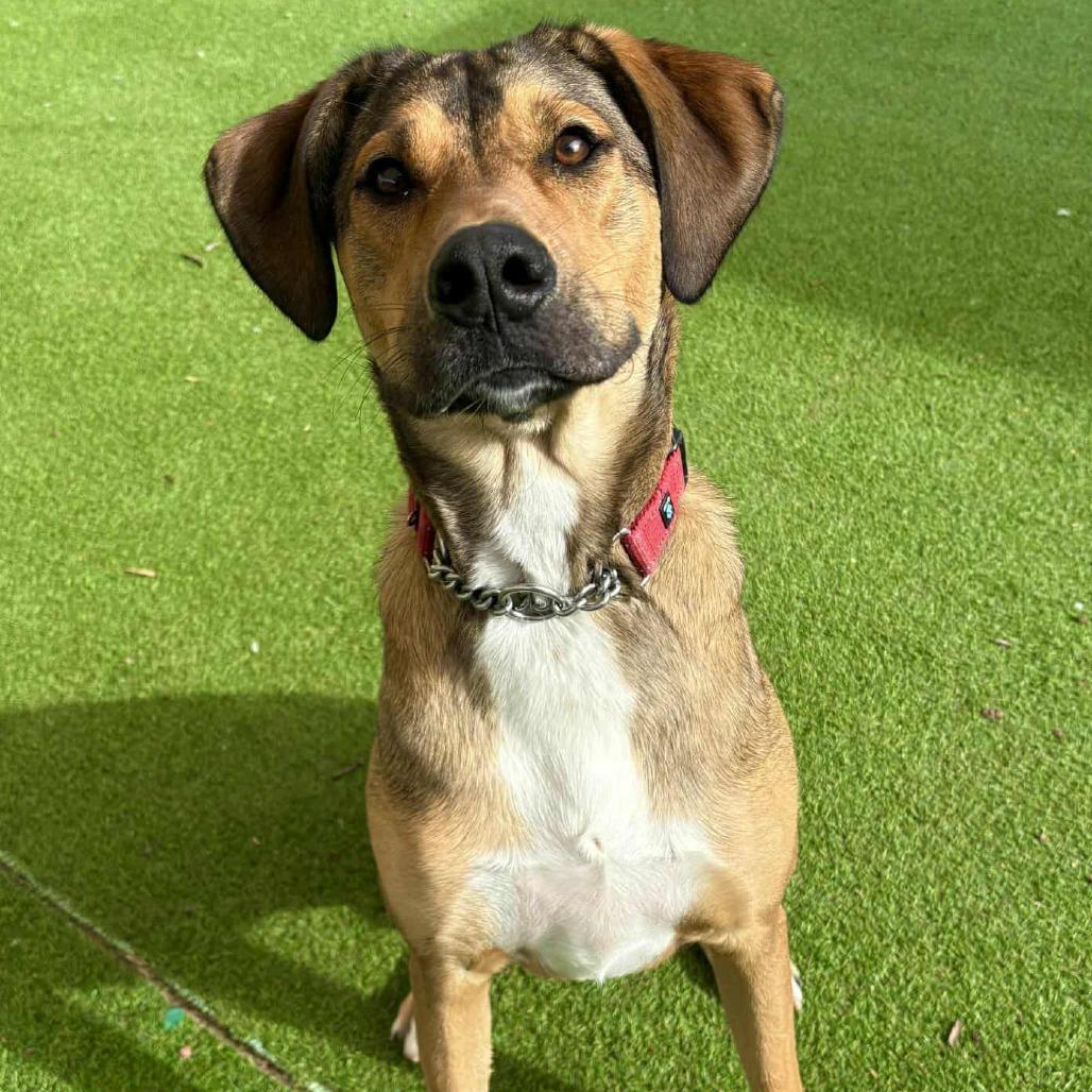 Enlarge Toby - PAWS, a Adoptable Mixed Breed in Las Cruces, NM image 2/6