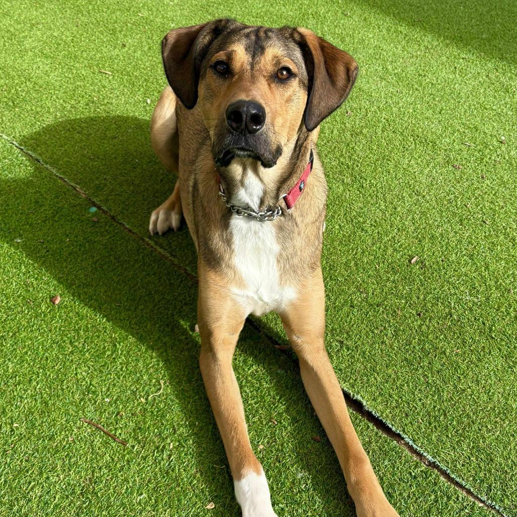 Enlarge Toby - PAWS, a Adoptable Mixed Breed in Las Cruces, NM image 3/6