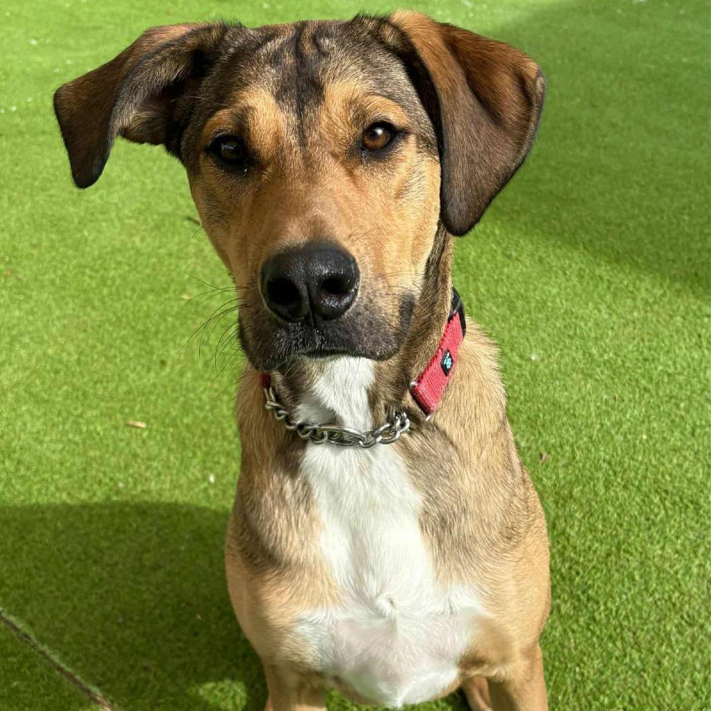 Enlarge Toby - PAWS, a Adoptable Mixed Breed in Las Cruces, NM image 4/6
