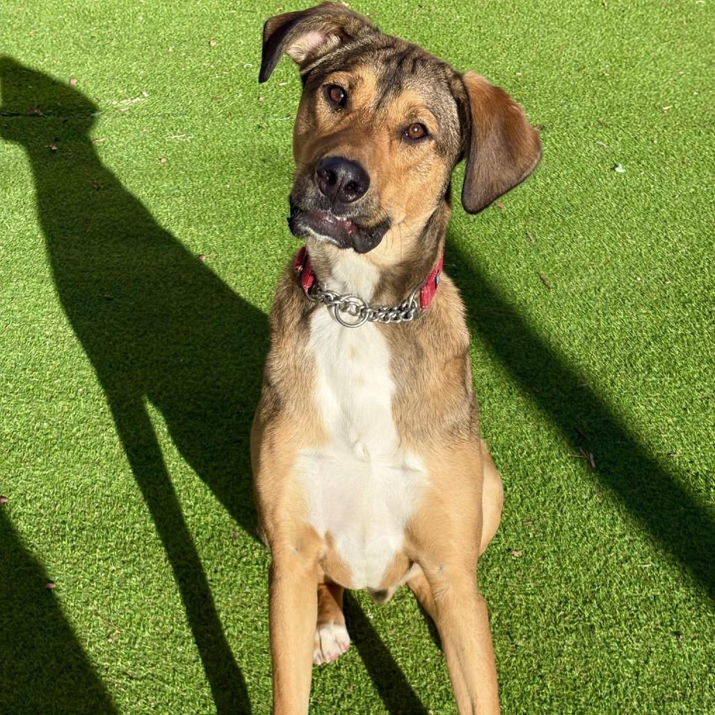 Enlarge Toby - PAWS, a Adoptable Mixed Breed in Las Cruces, NM image 5/6