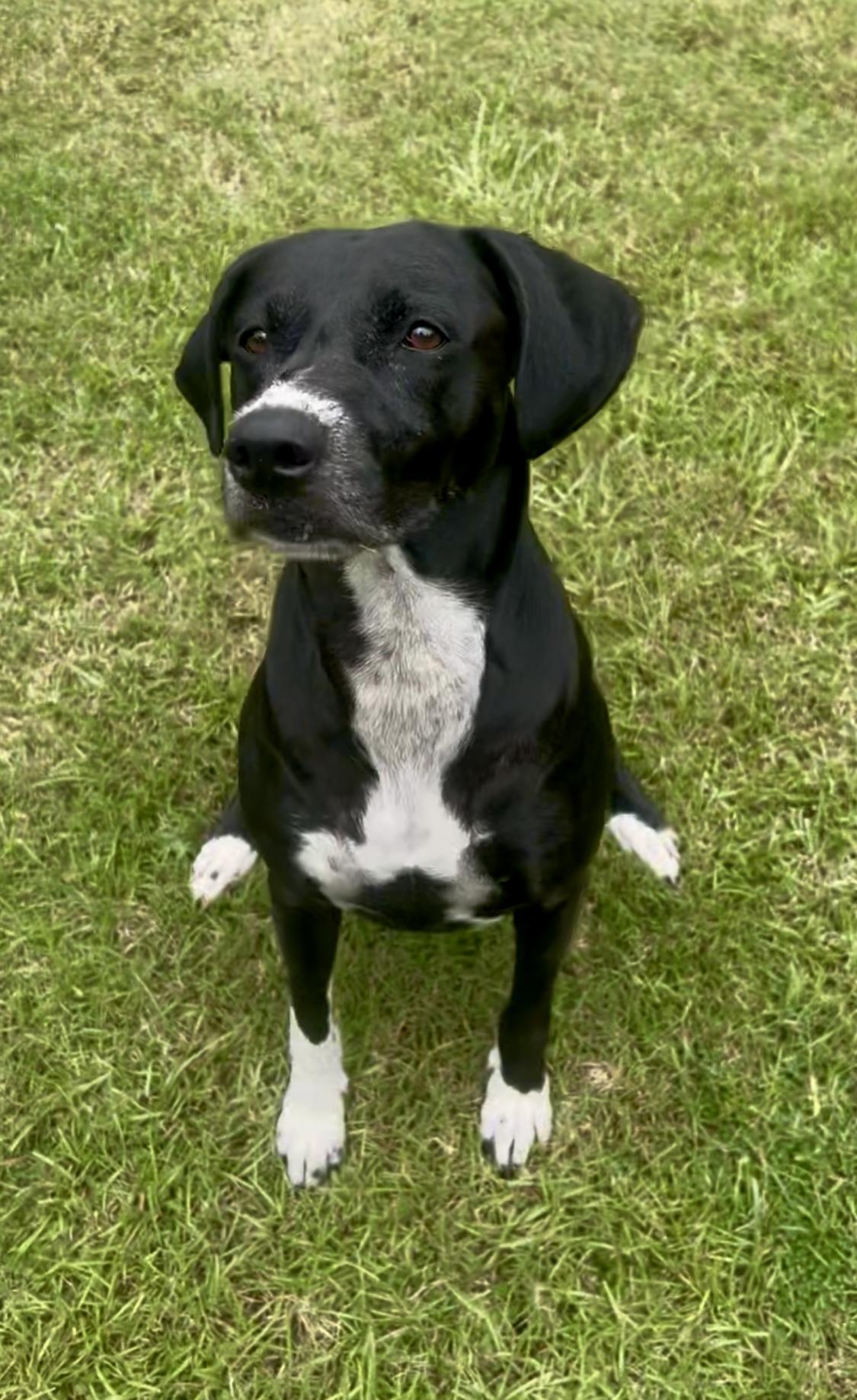 MARINA the MAGNIFICENT…would love an active owner!!!