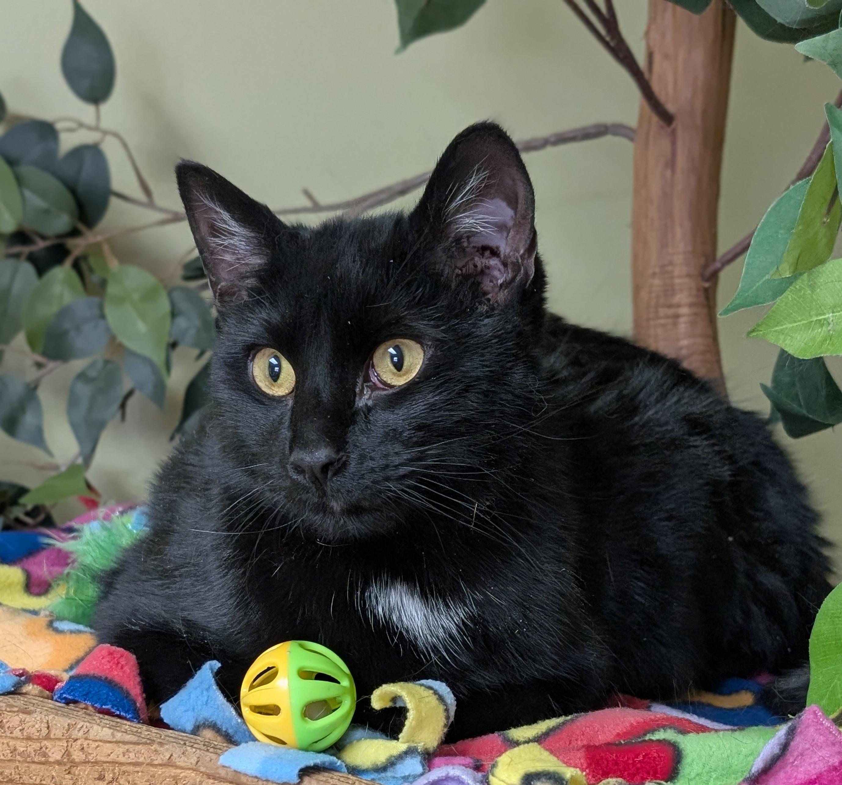 Midnight, a ADOPTABLE Domestic Short Hair in Hastings, NE image 4/4
