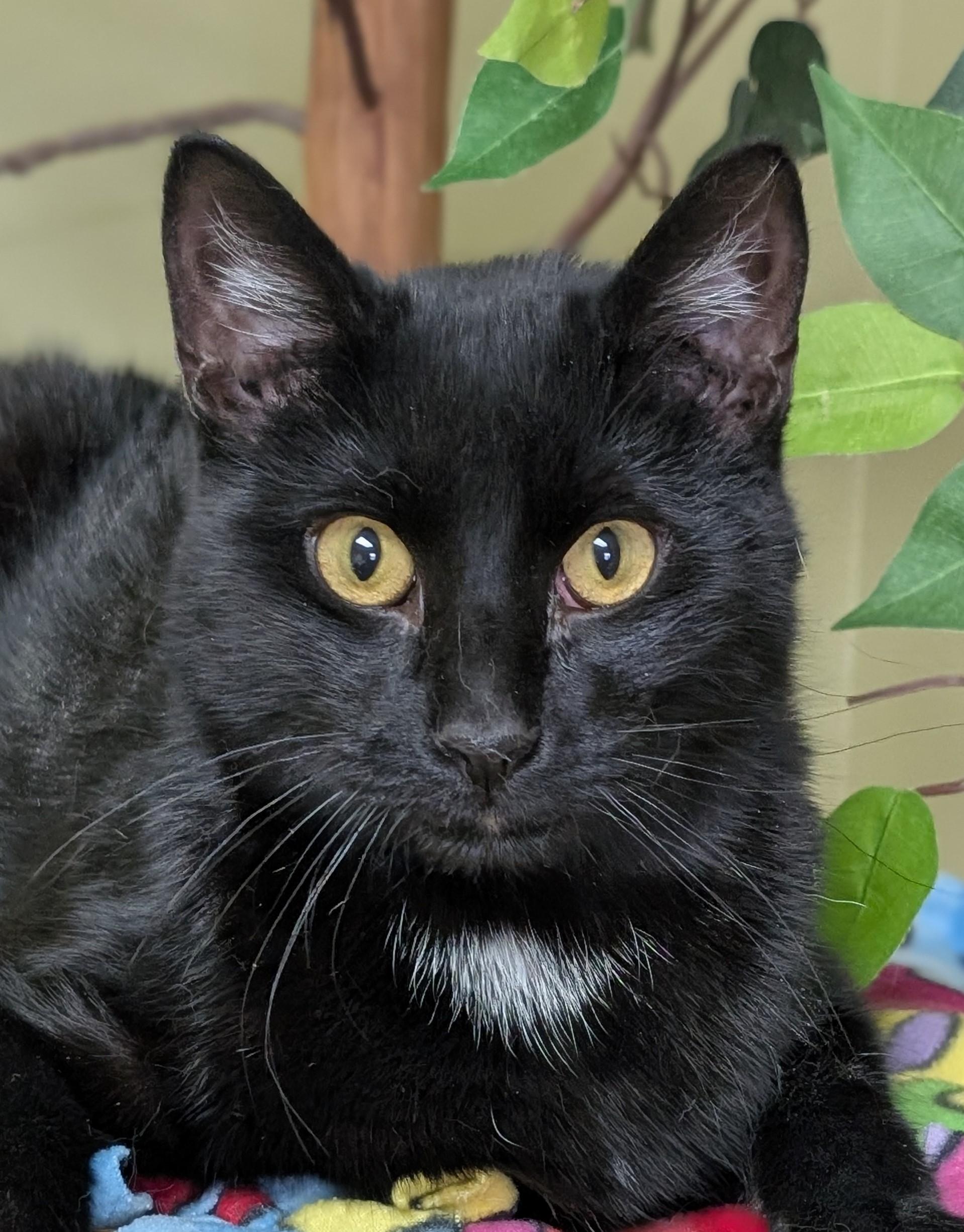 Midnight, a ADOPTABLE Domestic Short Hair in Hastings, NE image 1/4