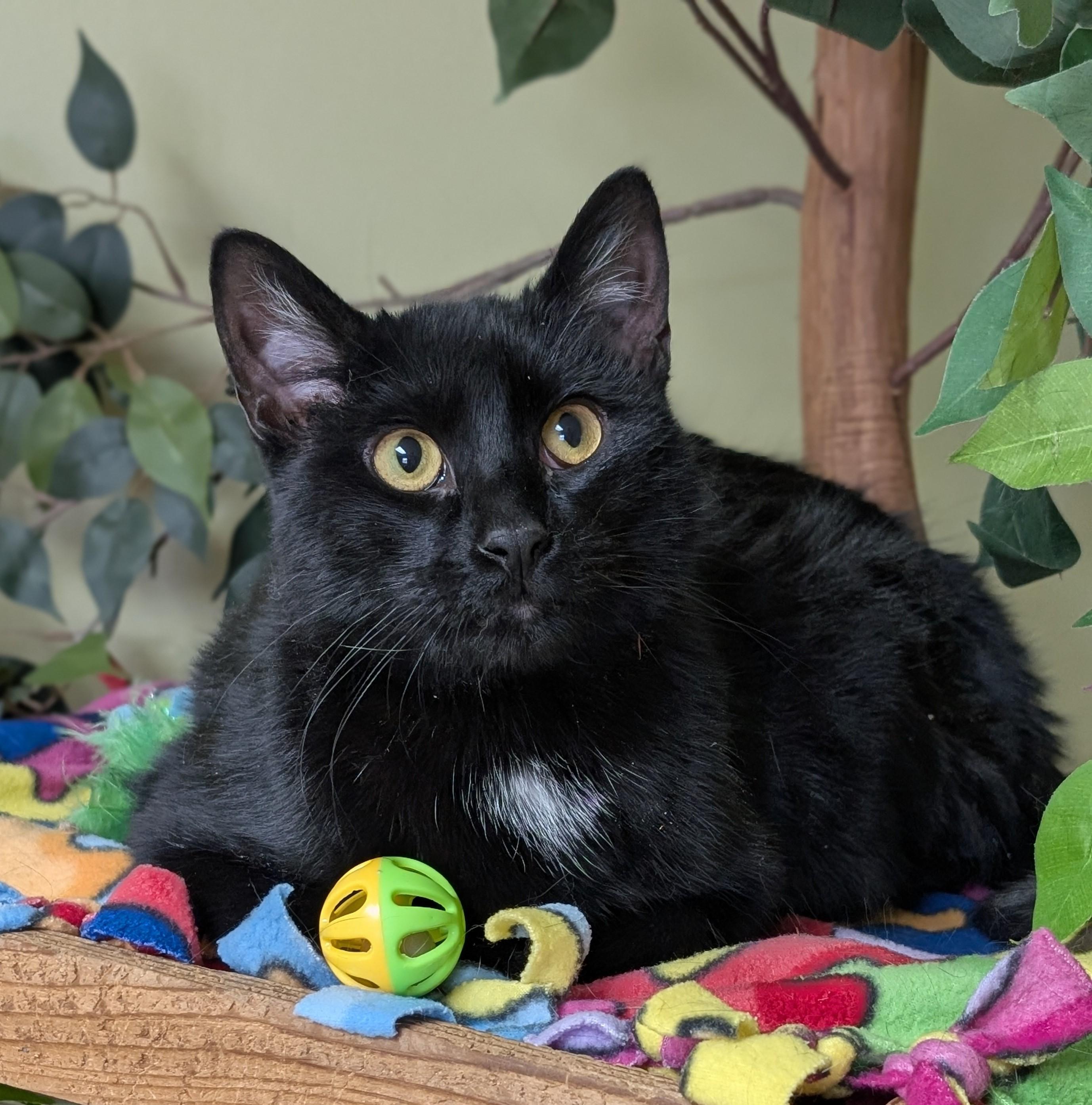 Midnight, a ADOPTABLE Domestic Short Hair in Hastings, NE image 3/4