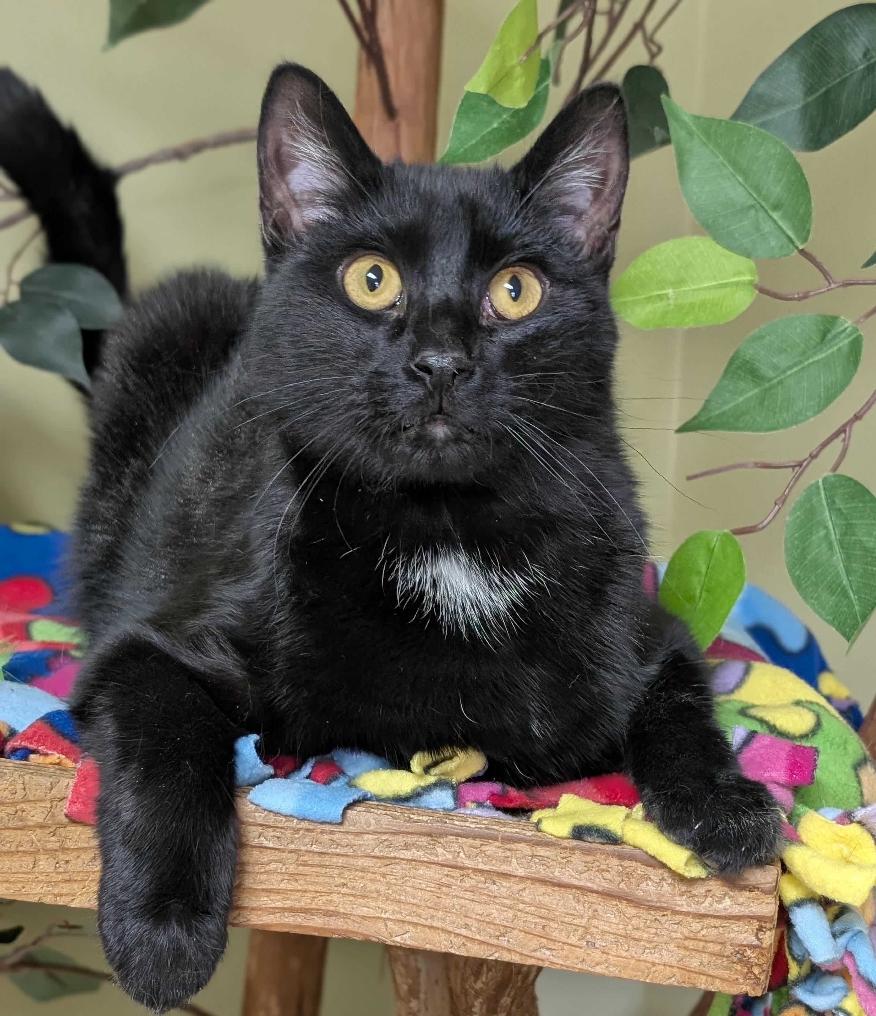 Midnight, a ADOPTABLE Domestic Short Hair in Hastings, NE image 2/4