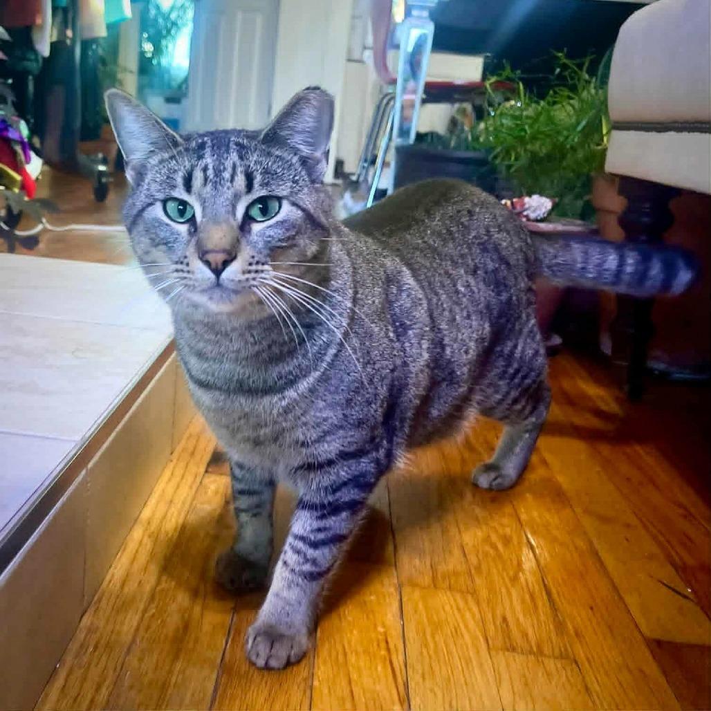 Tiny, Adoptable, Adult Female Domestic Short Hair.