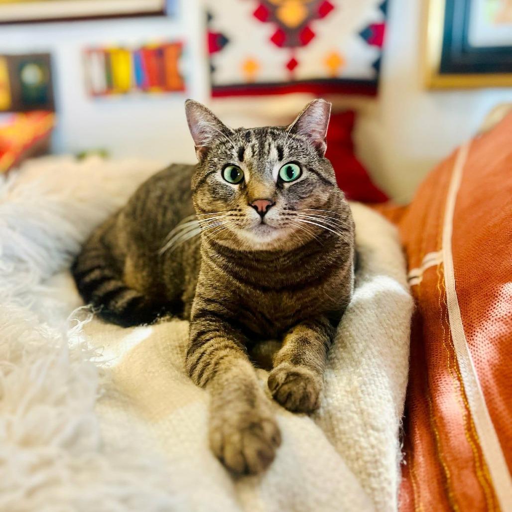 Enlarge Tiny, a Adoptable Domestic Short Hair in FAIRWAY, KS image 1/3