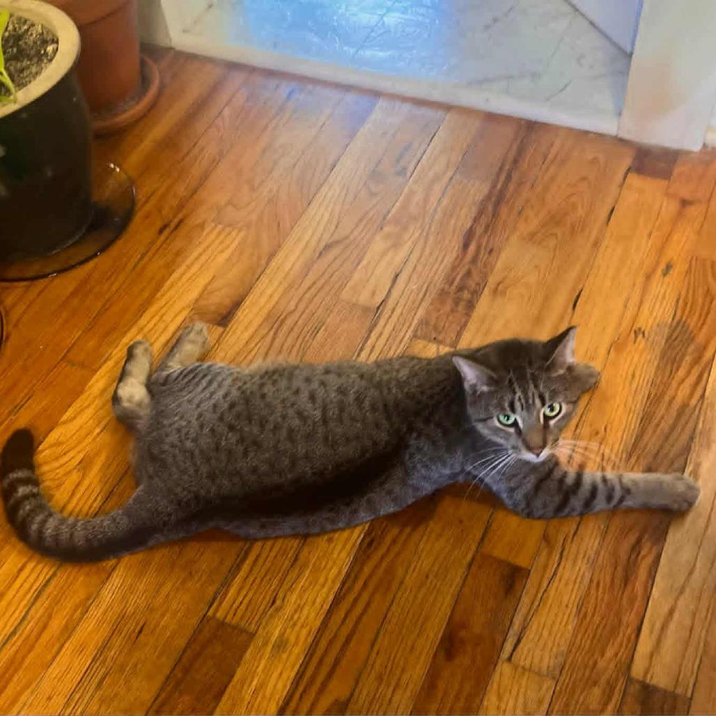 Tiny, Adoptable, Adult Female Domestic Short Hair.