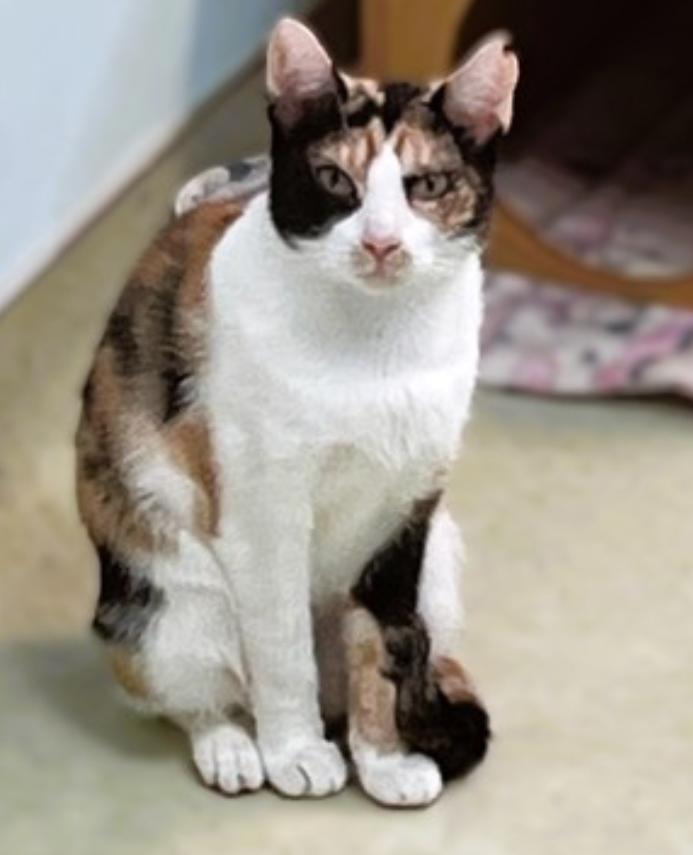 Enlarge Celestial, an adopted Domestic Short Hair in Cincinnati, OH image 1/2