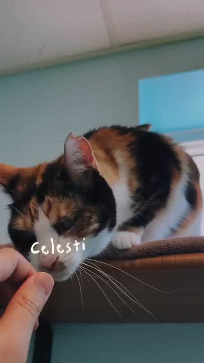 Enlarge Celestial, an adopted Domestic Short Hair in Cincinnati, OH video 2/2