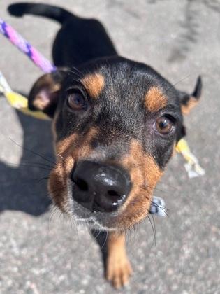Enlarge Shamrock, a ADOPTABLE mixed breed in Steamboat Springs, CO image 2/3