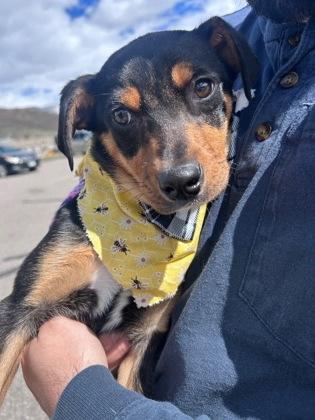 Enlarge Shamrock, a ADOPTABLE mixed breed in Steamboat Springs, CO image 1/3