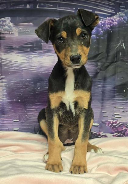 Enlarge Shamrock, a ADOPTABLE mixed breed in Steamboat Springs, CO image 3/3