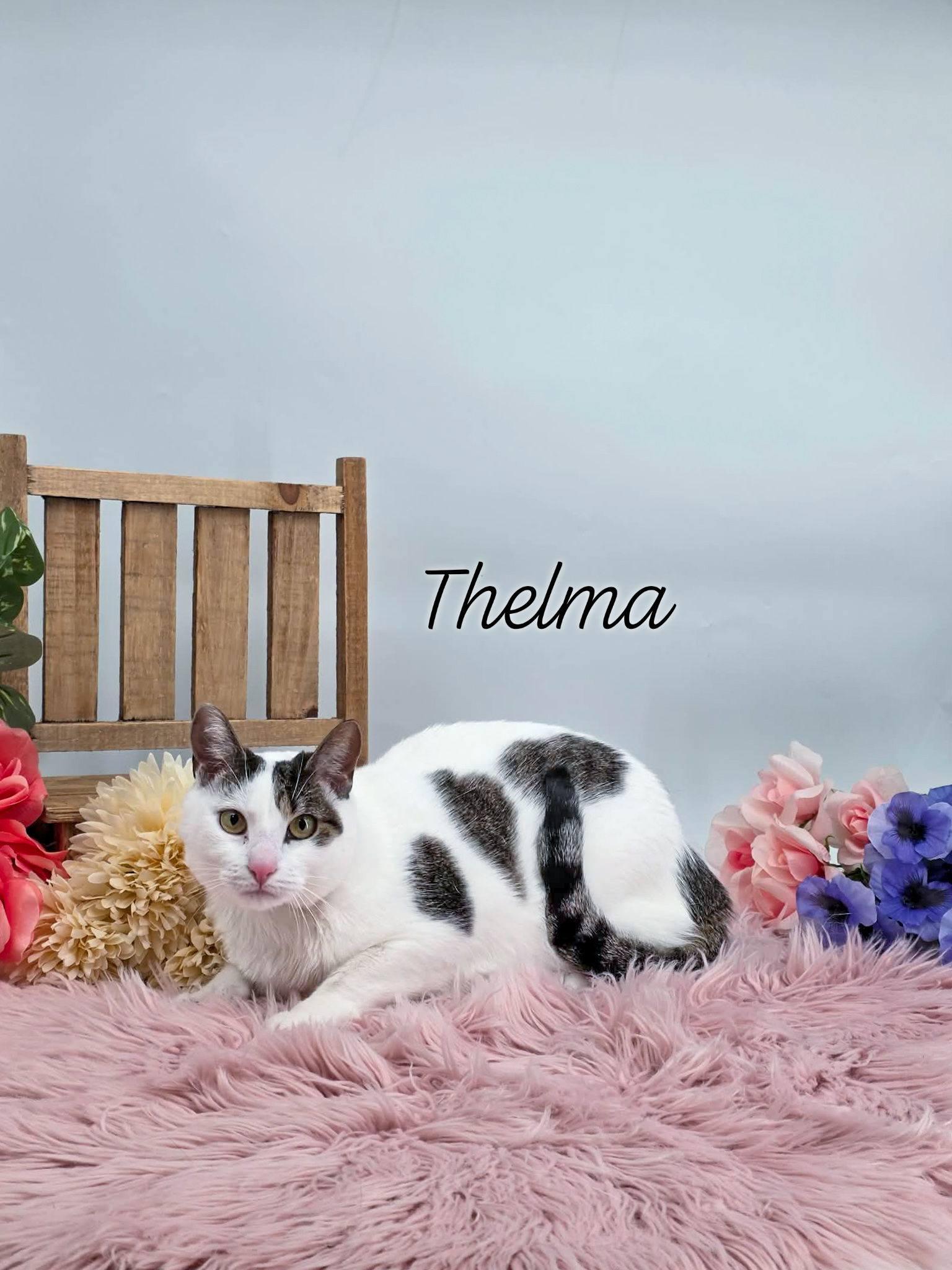 Thelma, adoptable, Adult Female Domestic Short Hair.
