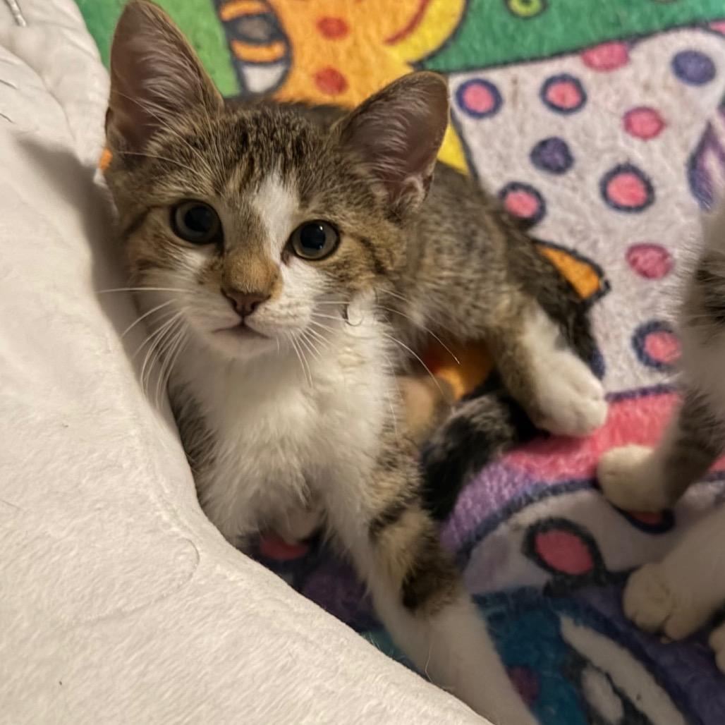 Leo, Adoptable, Kitten Male Domestic Short Hair.