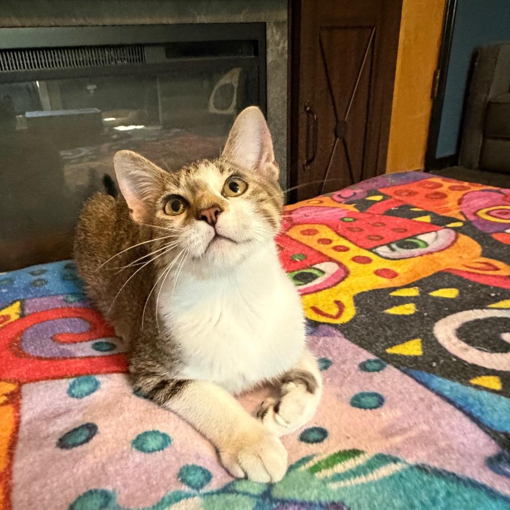 Enlarge Leo, a Adoptable Domestic Short Hair in Brighton, MO image 2/3