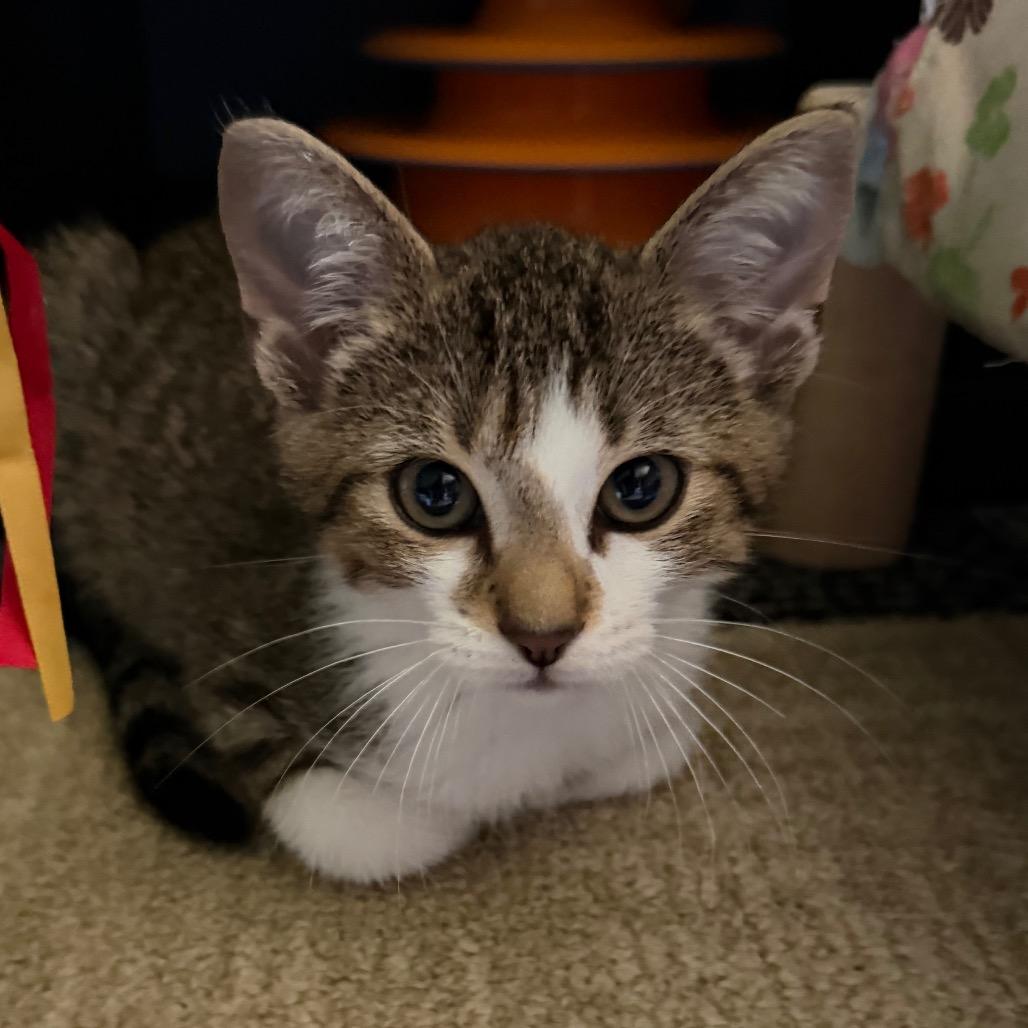 Enlarge Leo, a Adoptable Domestic Short Hair in Brighton, MO image 3/3