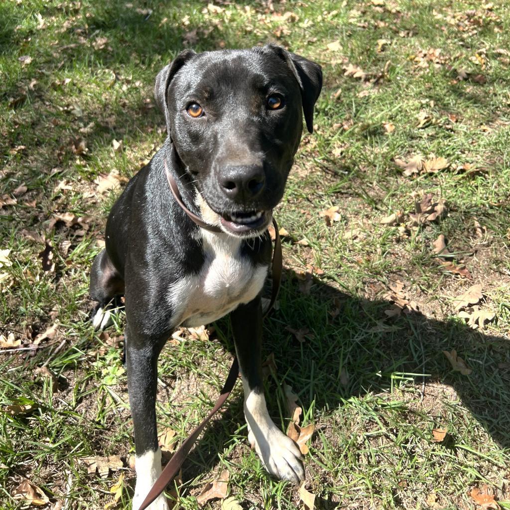 Gamora, Adoptable, Adult Female Labrador Retriever & Mixed Breed.