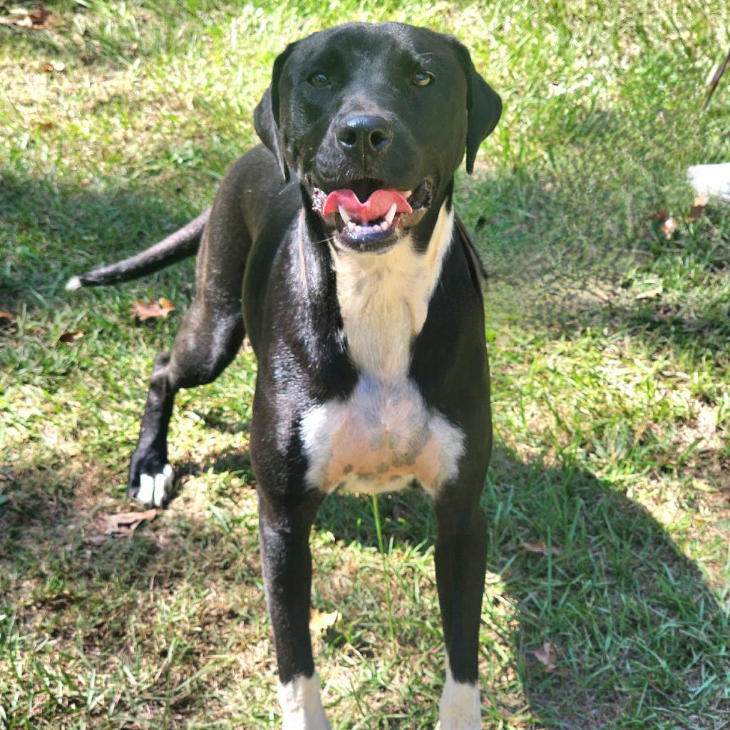 Enlarge Gamora, a Adoptable mixed breed in Lexington, SC image 1/5
