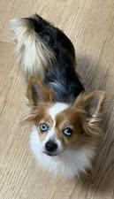 Paisley, Adoptable, Young Female Papillon.