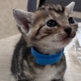 Grace, Adoptable, Young Female American Shorthair.