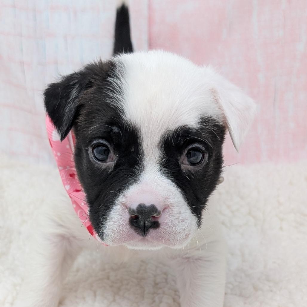 Cupid, Adoptable, Puppy Male Pit Bull Terrier & Boxer.