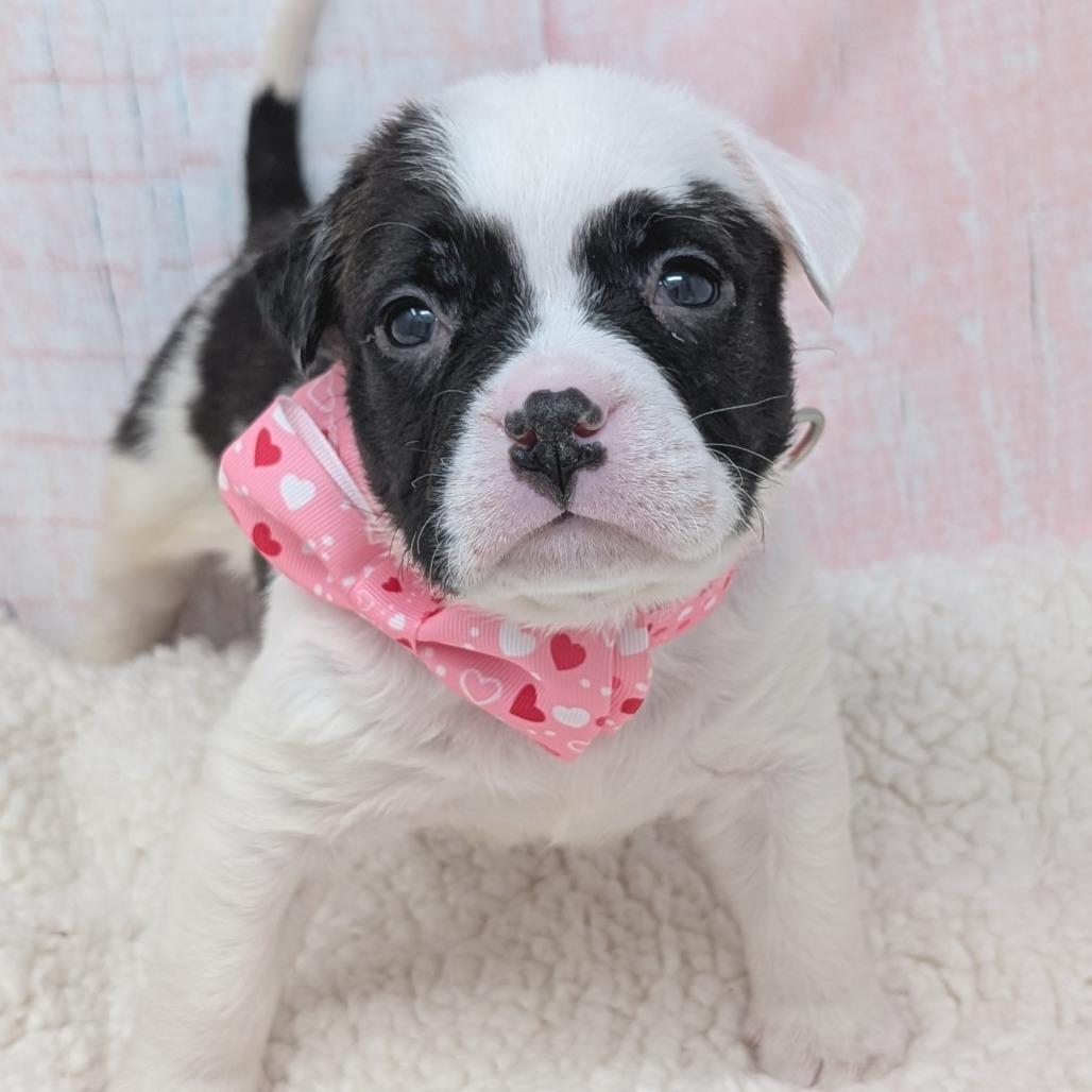 Enlarge Cupid, a Adoptable mixed breed in Durham, NC image 2/6