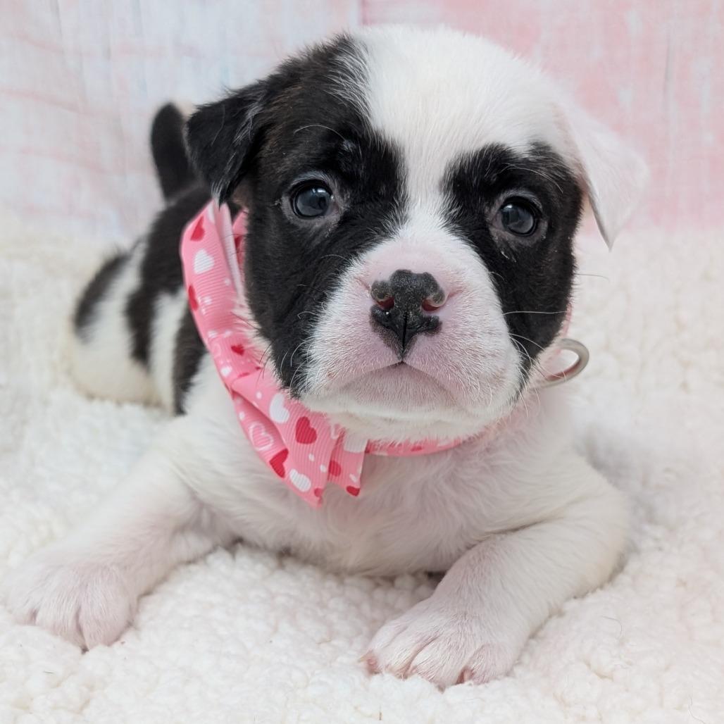 Enlarge Cupid, a Adoptable mixed breed in Durham, NC image 3/6