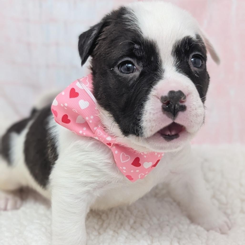 Enlarge Cupid, a Adoptable mixed breed in Durham, NC image 4/6