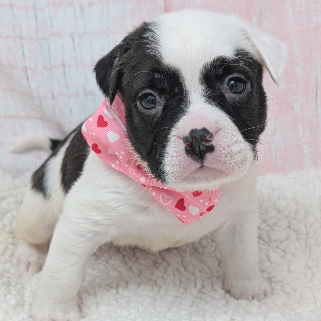 Enlarge Cupid, a Adoptable mixed breed in Durham, NC image 5/6