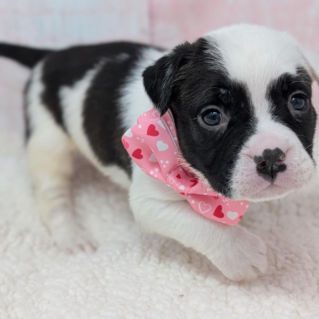 Enlarge Cupid, a Adoptable mixed breed in Durham, NC image 6/6